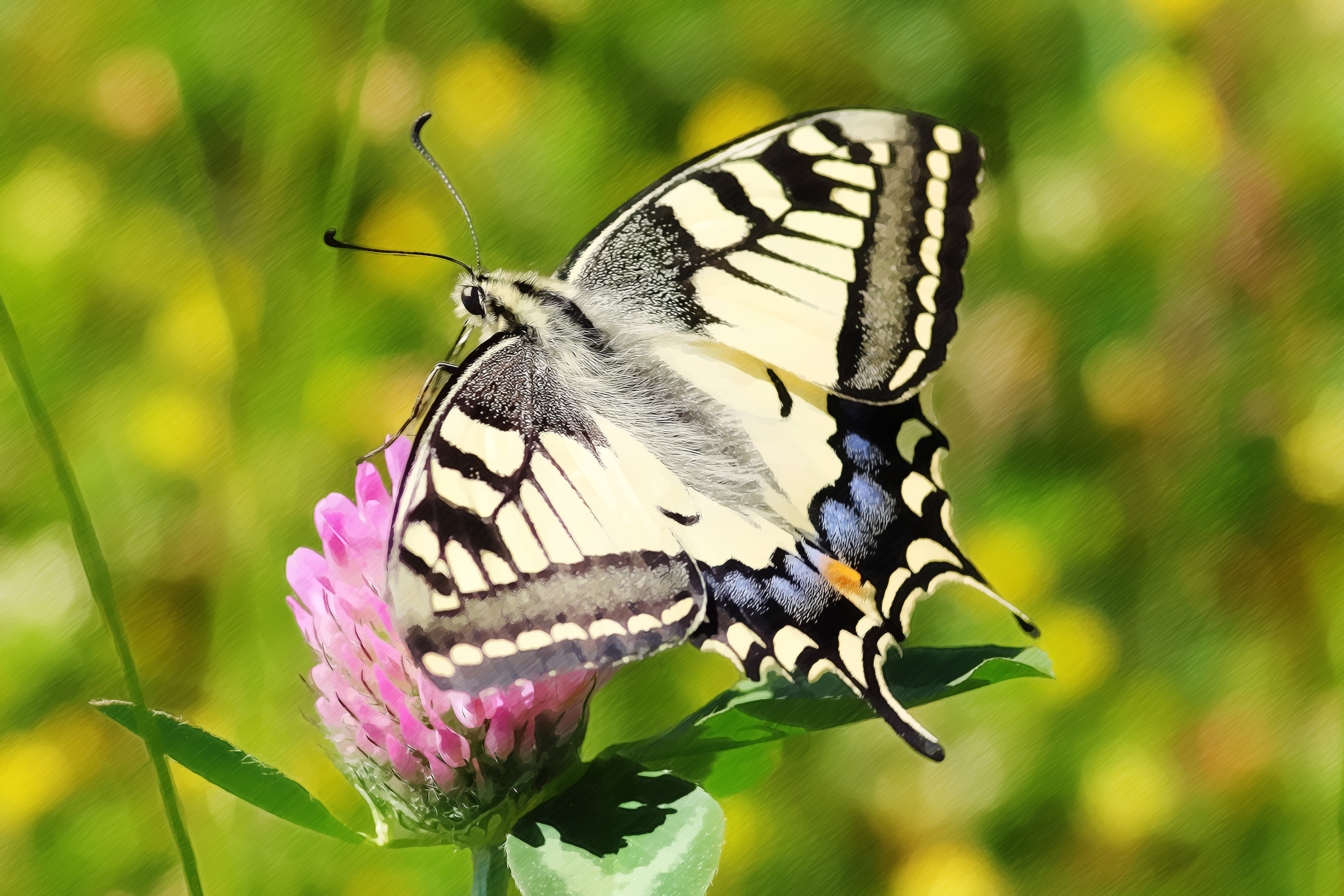 Eastern tiger swallowtail butterfly, drawing, colored pencil drawing