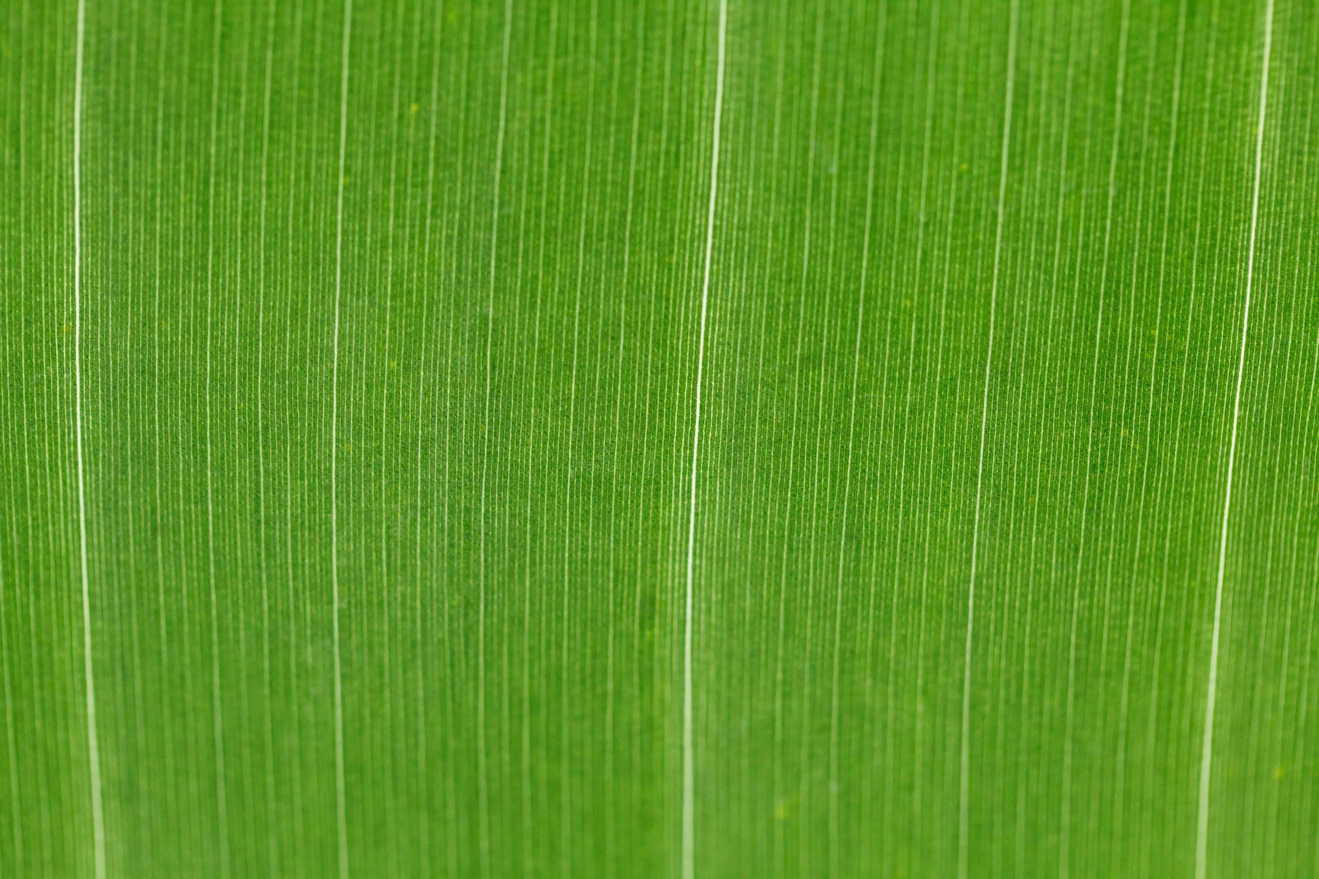 green textile, Abstract, Backdrop, Background, bright, detail