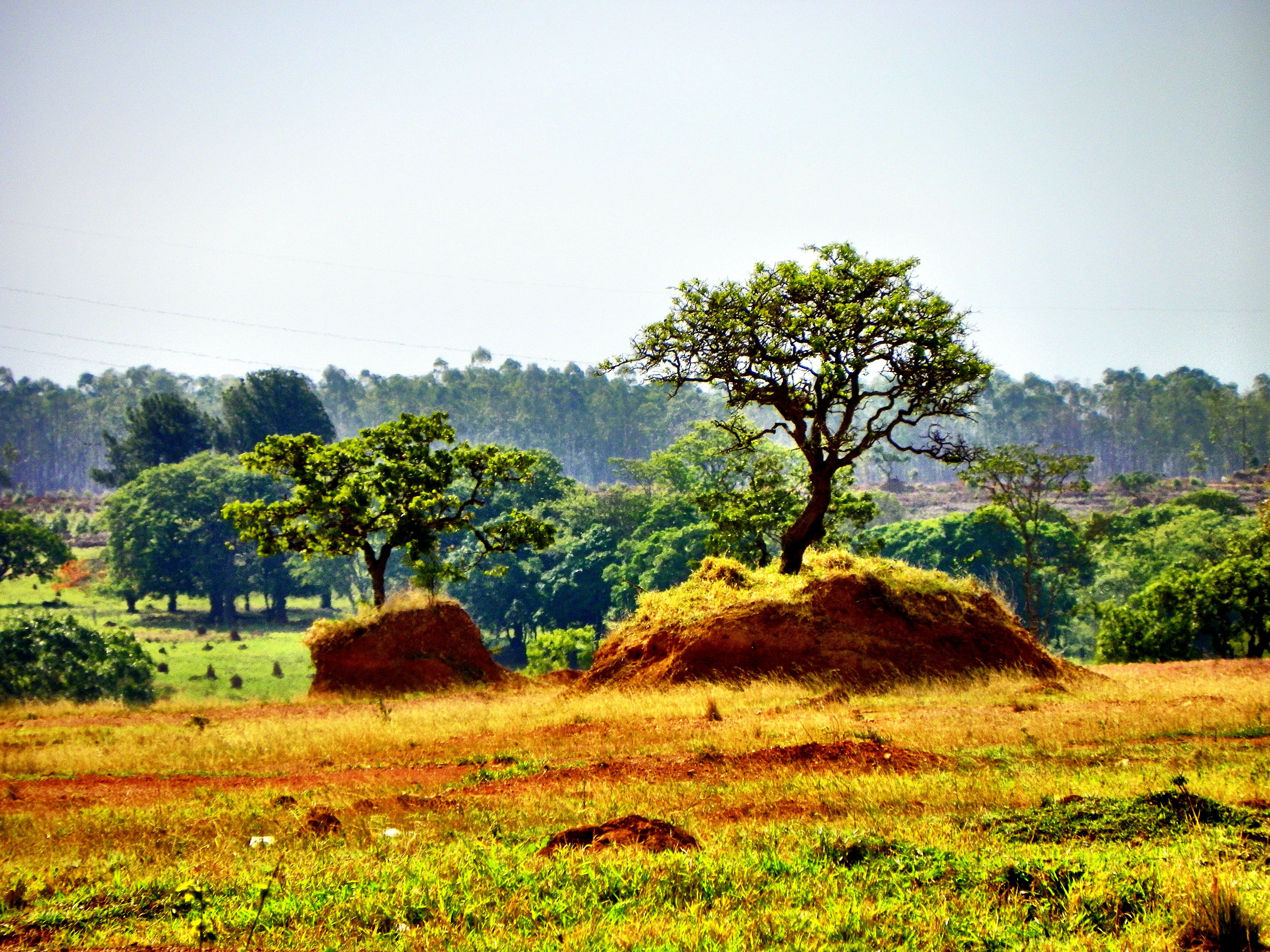 green trees at daytime photography, cerrado, deforestation, goiás
