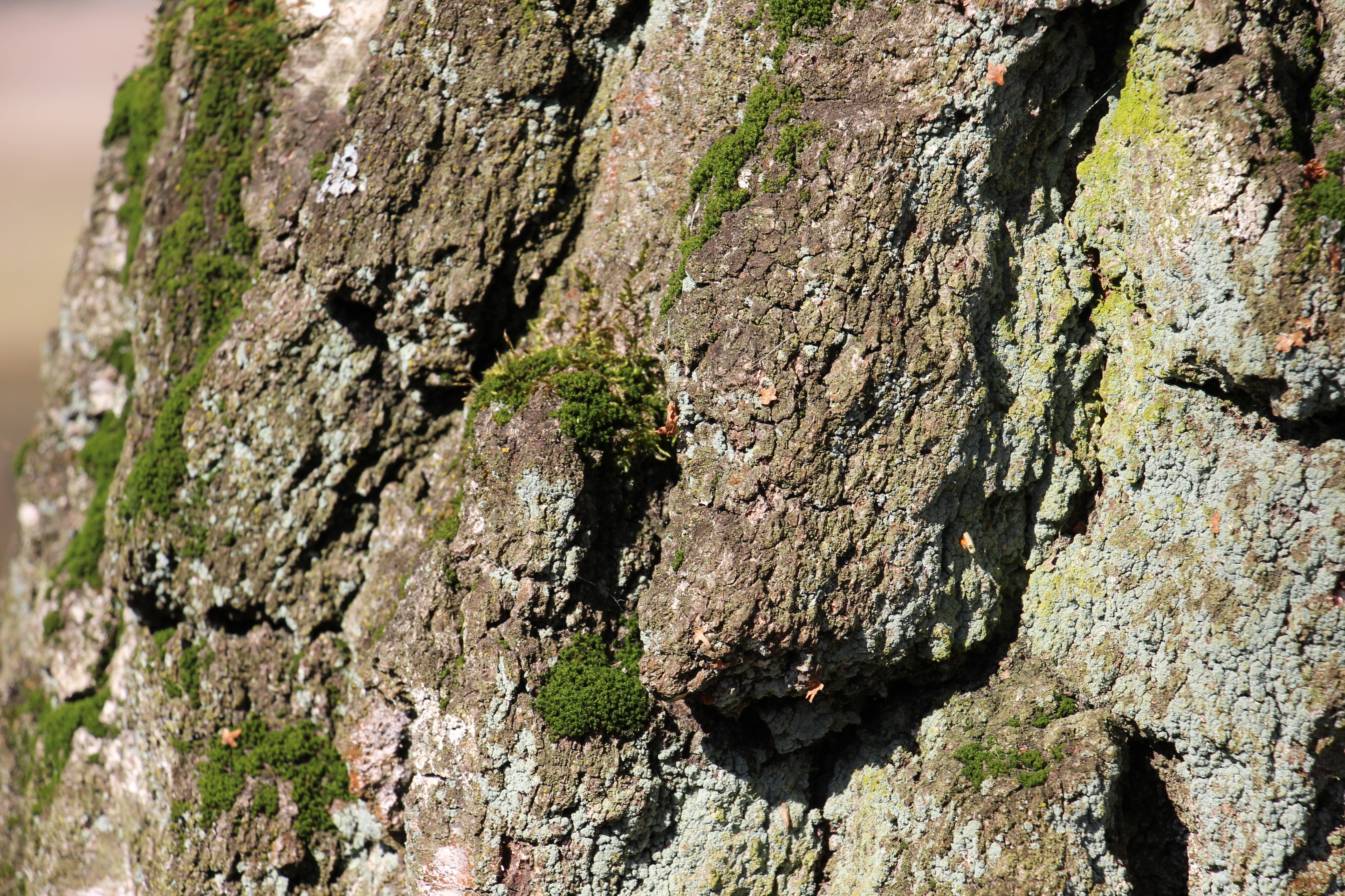 tree, bark, log, structure, textured, tree trunk, plant, close-up