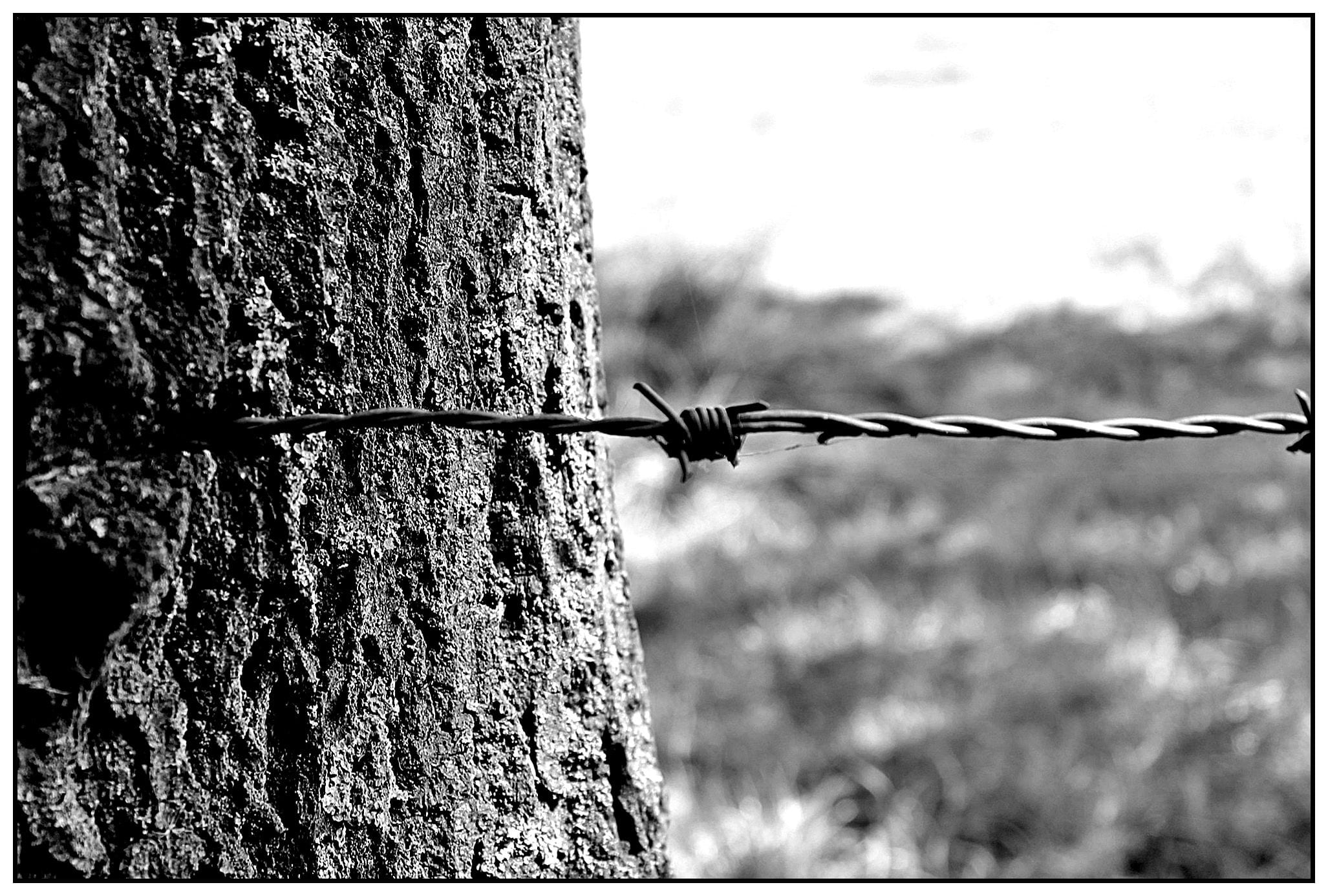 barbed wire, fence, metal, thorn, limit, wiring, pointed, demarcation