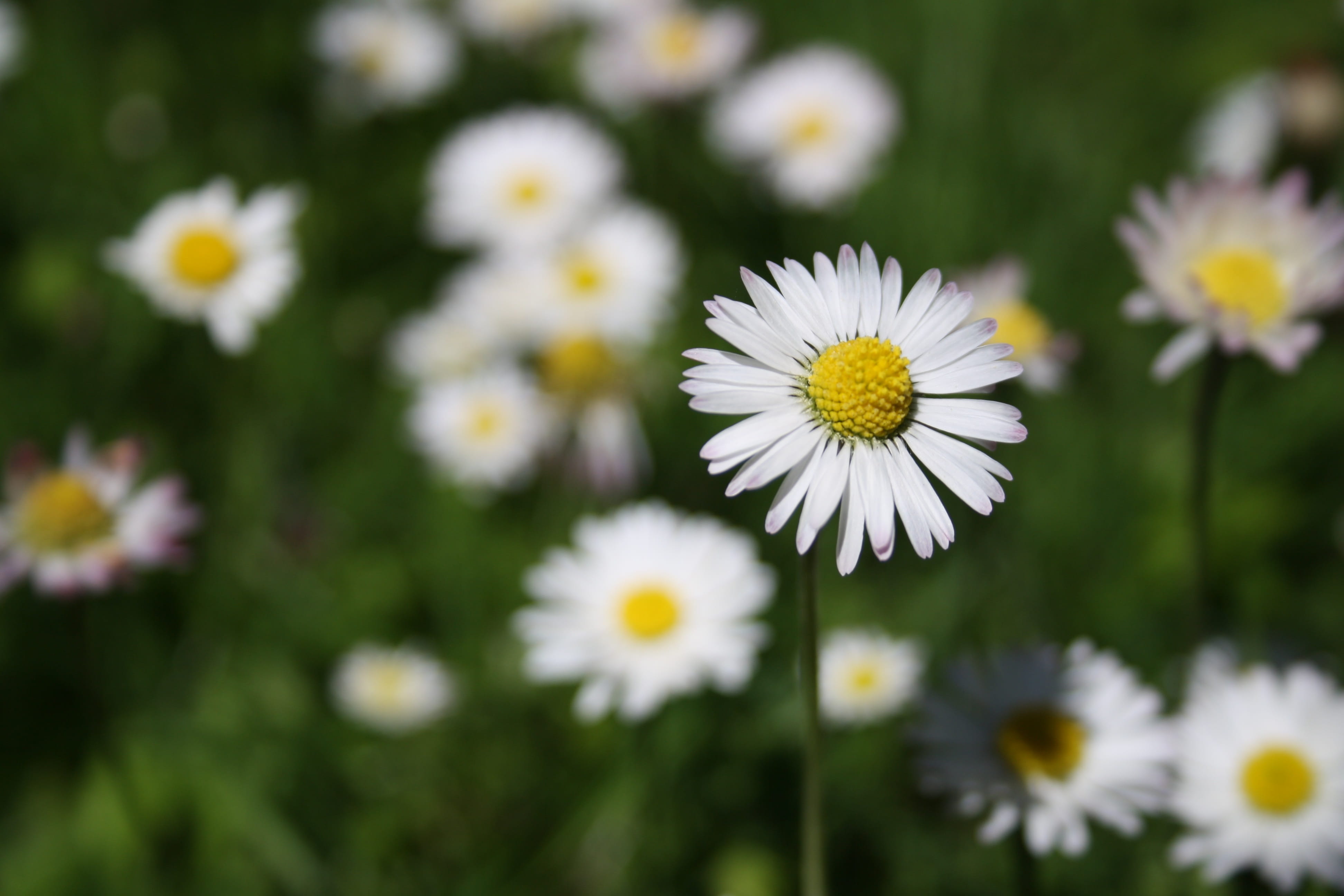 Daisy, Flower, Spring, Close, White, meadow, grass, fragility