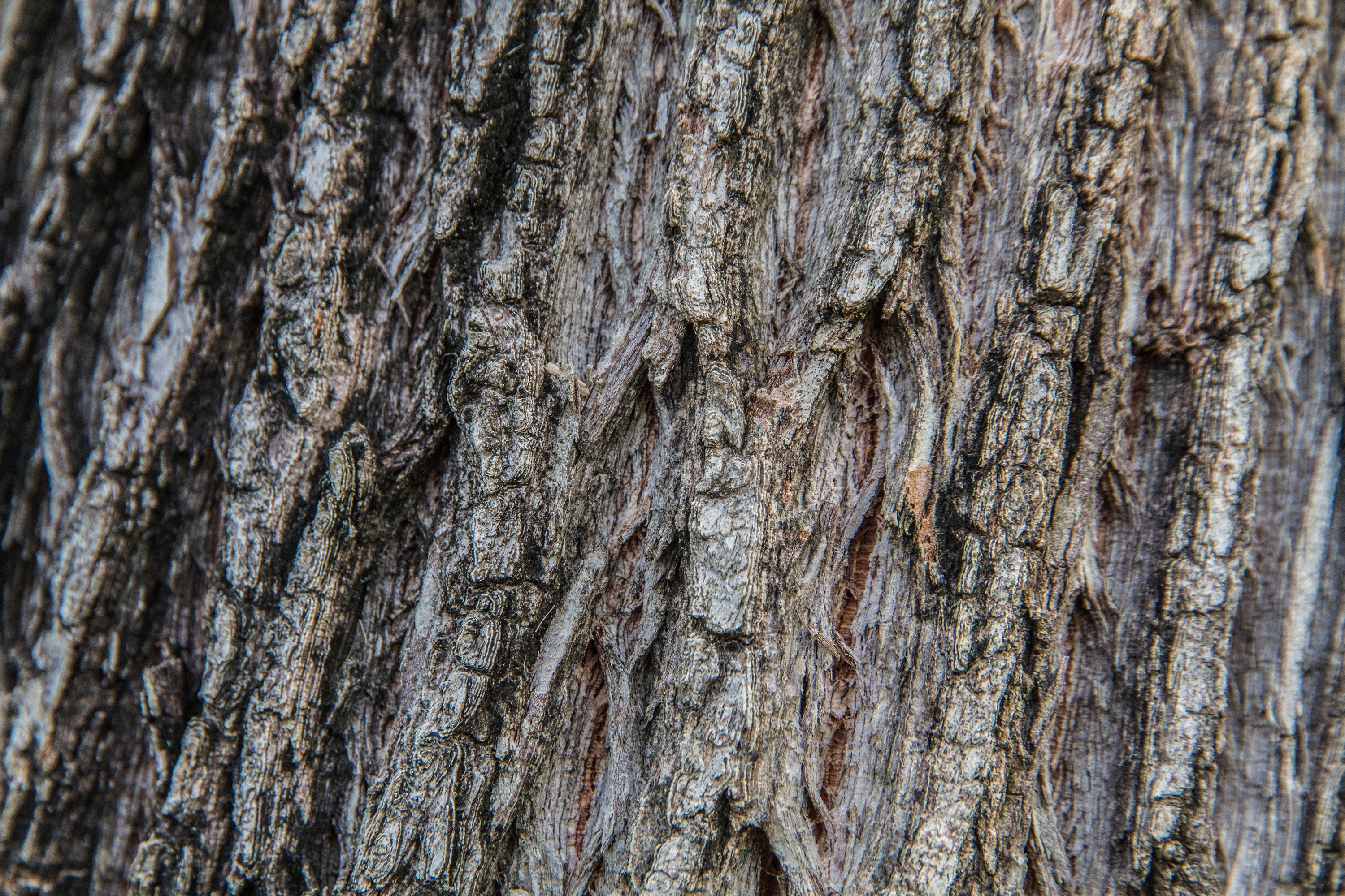 surface, shell, bark, textured, full frame, backgrounds, tree trunk