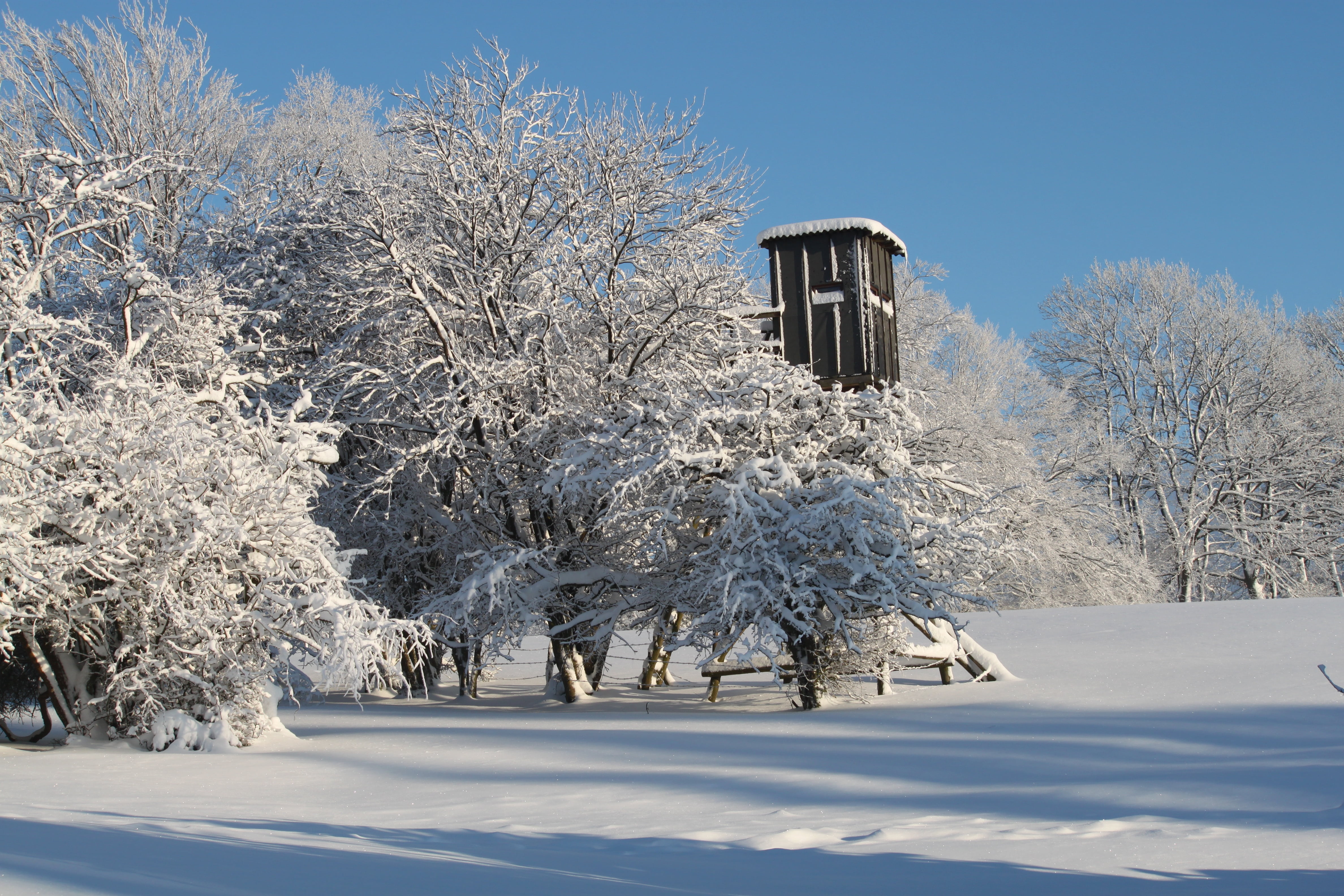winter, snow, wintry, winter dream, snow magic, trees, winter magic