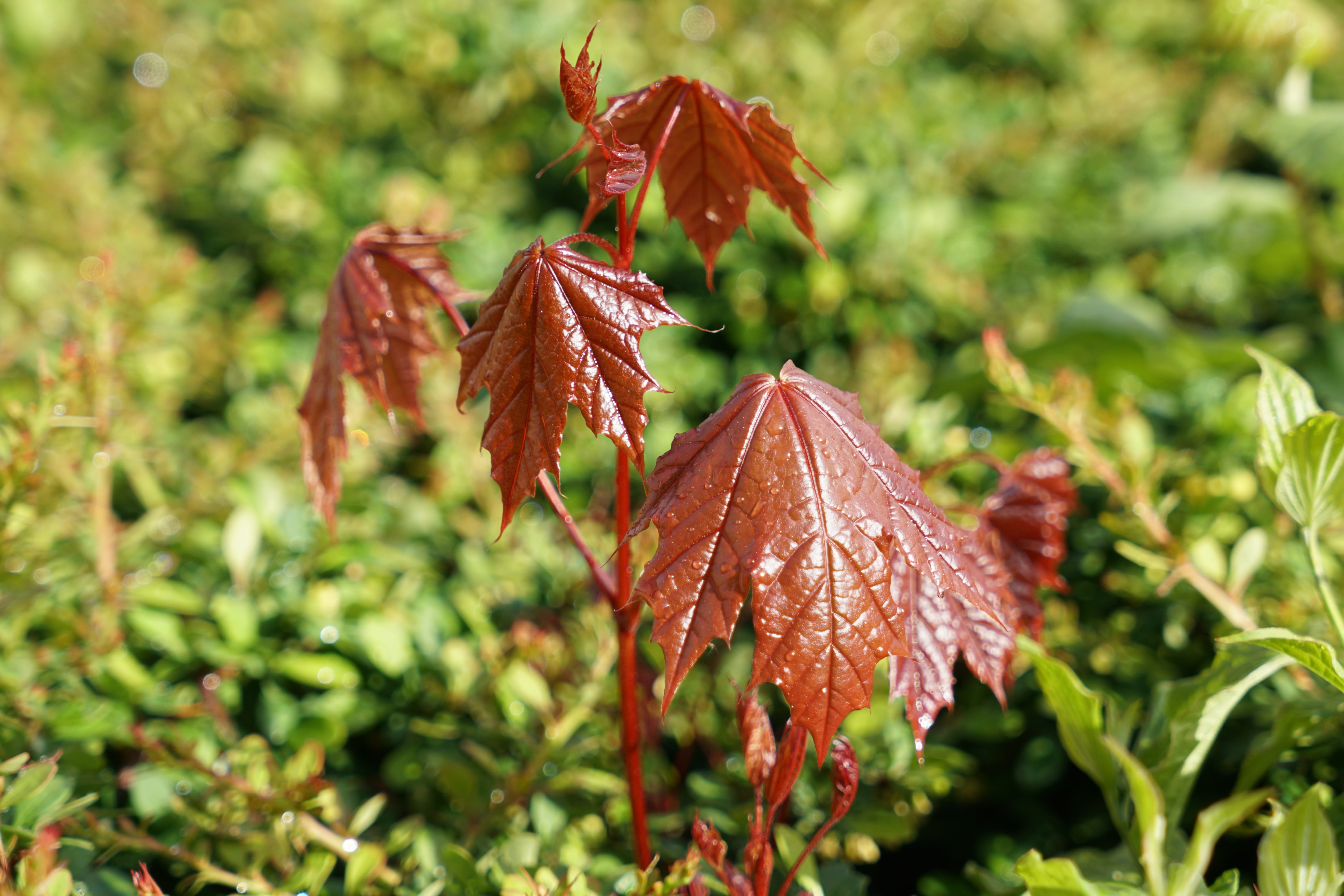 Maple Leaf, Engine, Young, Maple Leaves, young maple leaves