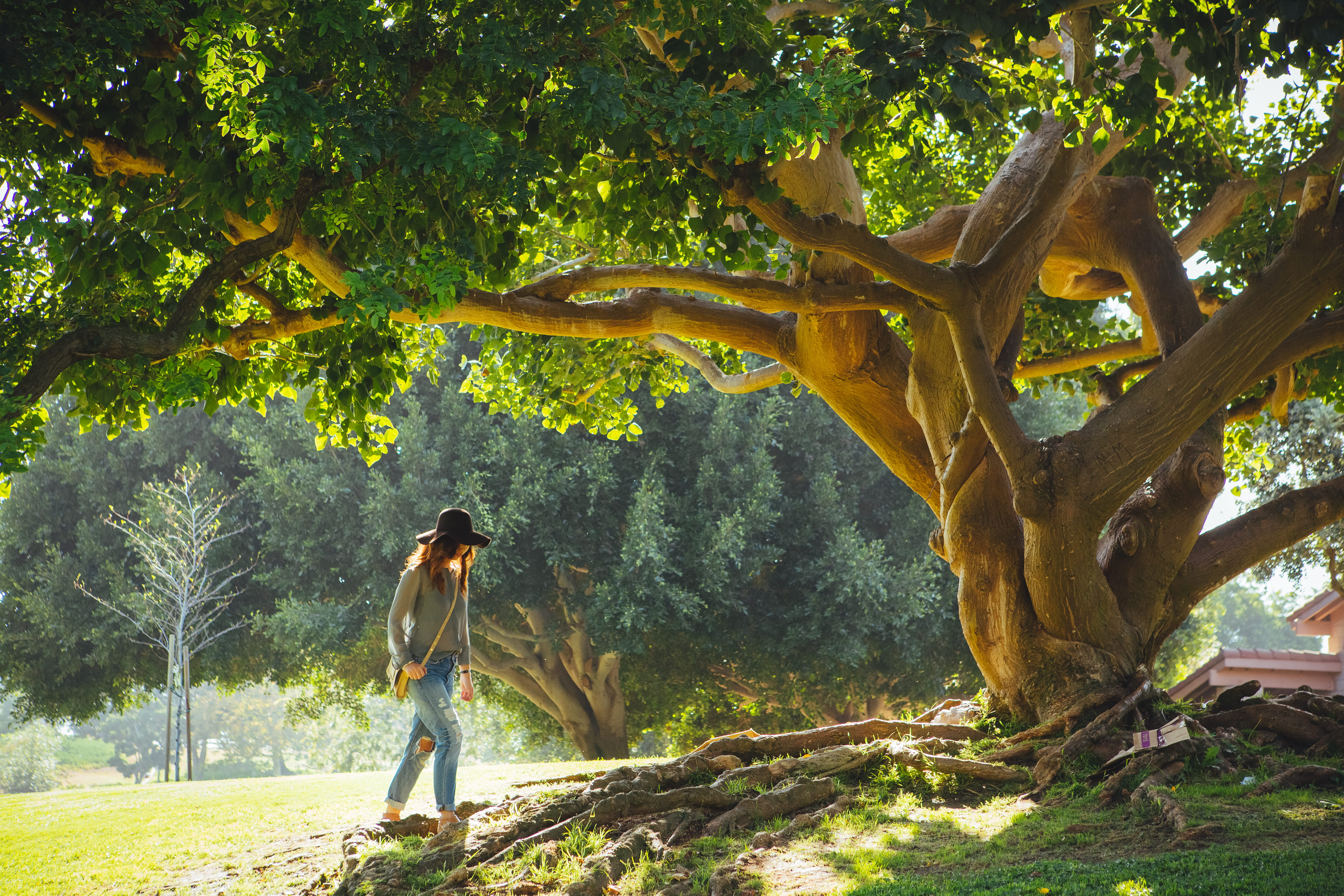 woman walking under tree during daytime, woman about to walk under the tree