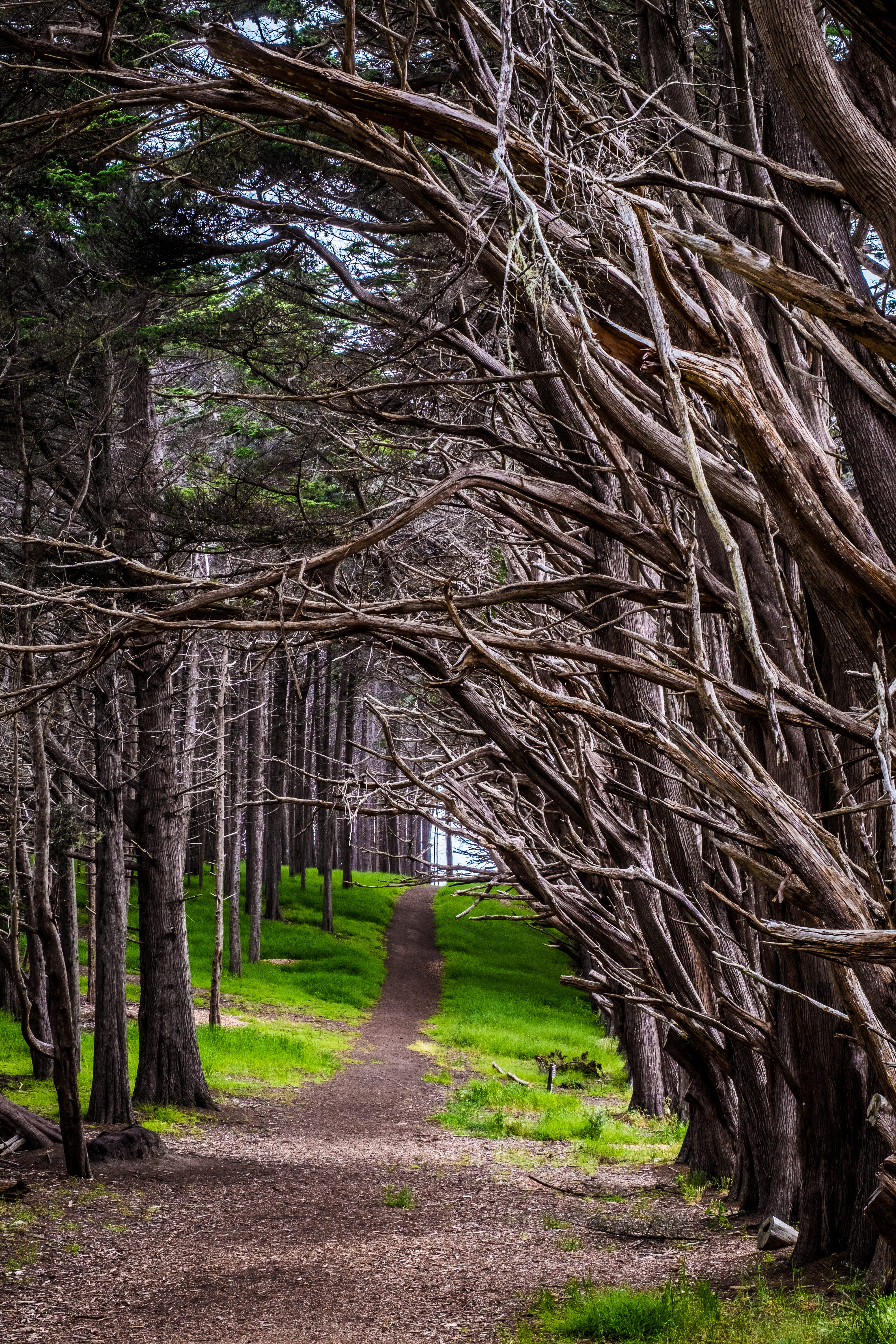 boardwalk surrounded by baretrees, pathway under leafless trees