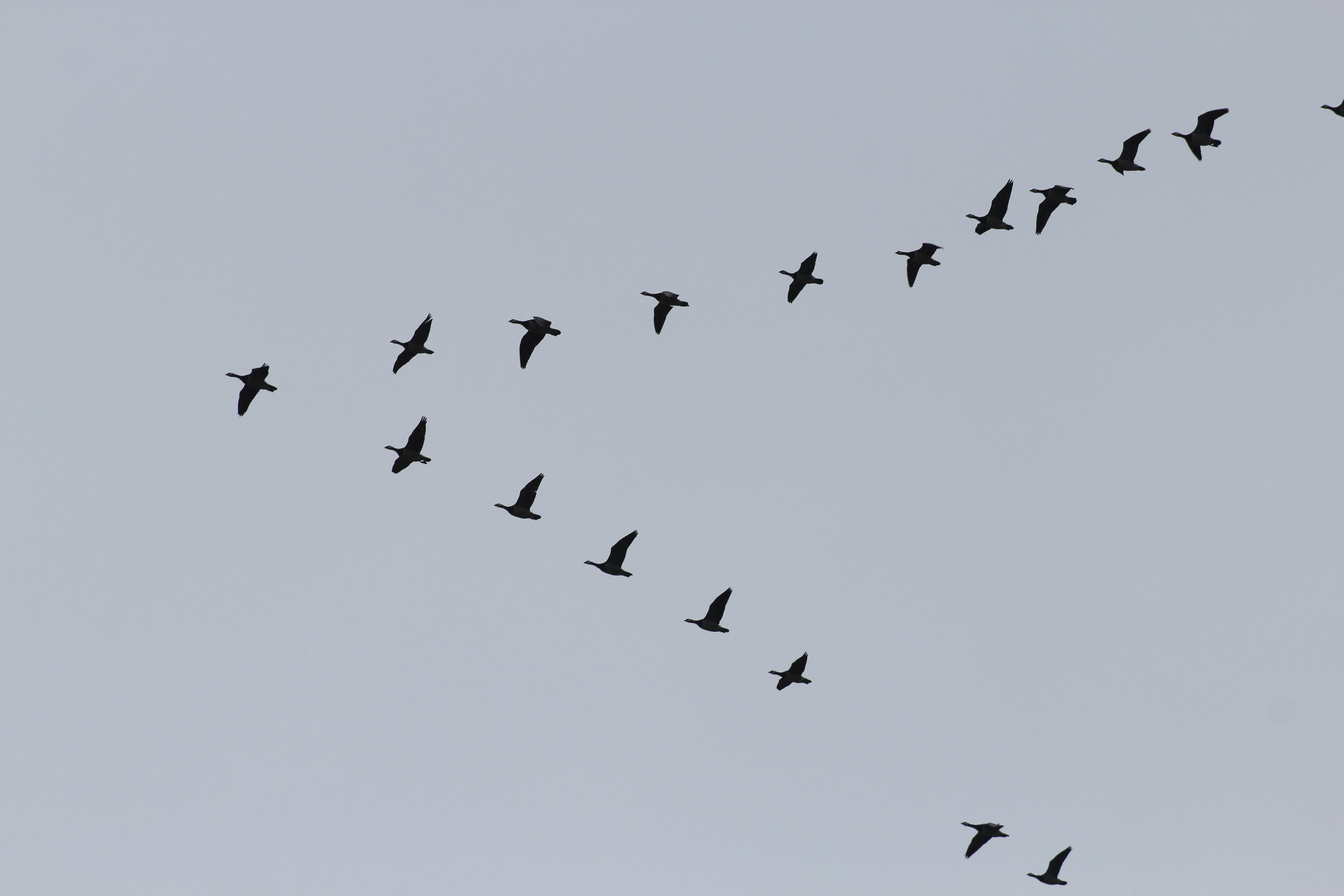 bird flying on air forming V, geese, migratory birds, swarm, formation