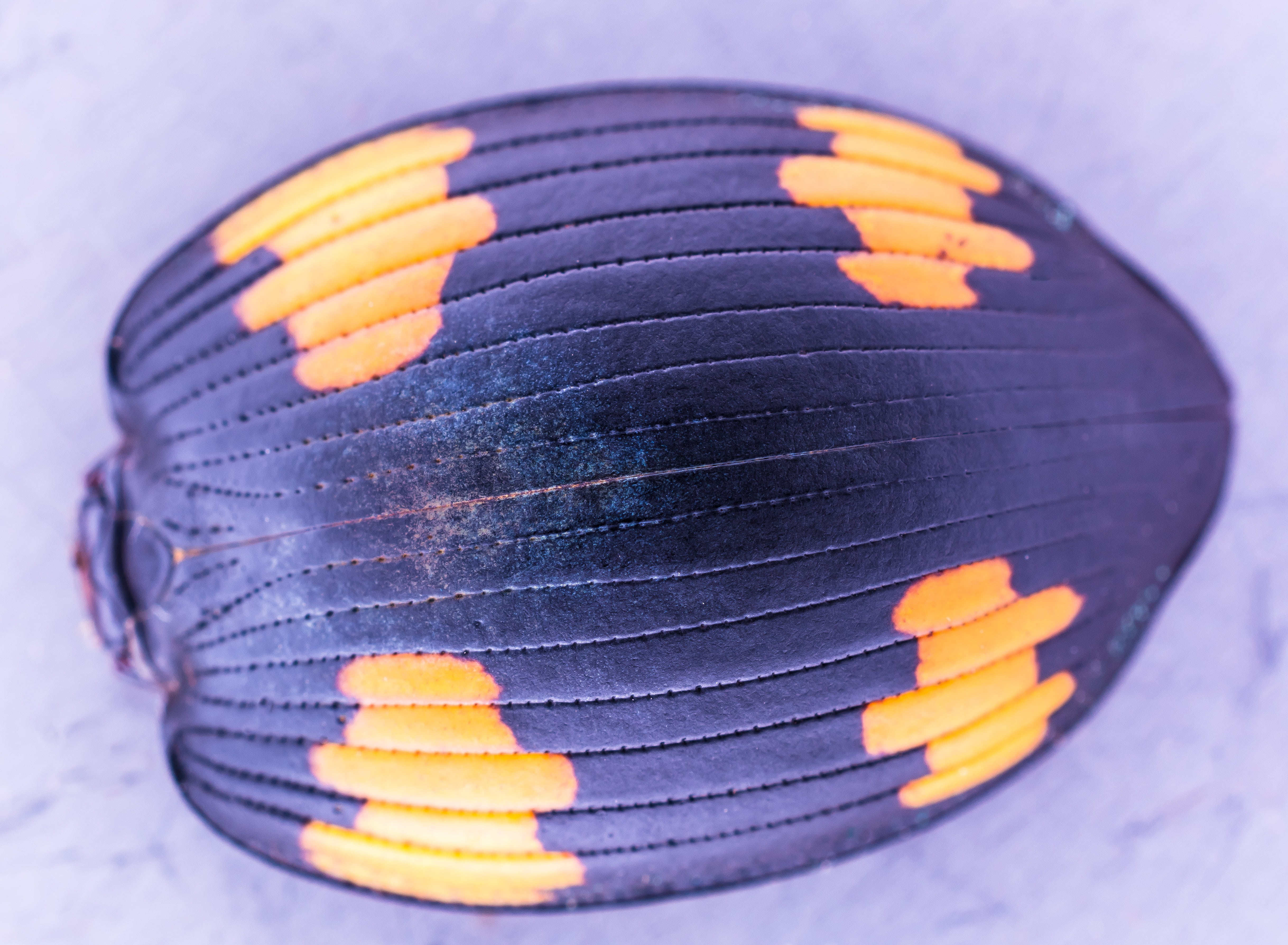 beetle shell, close, exotic, close-up, no people, selective focus