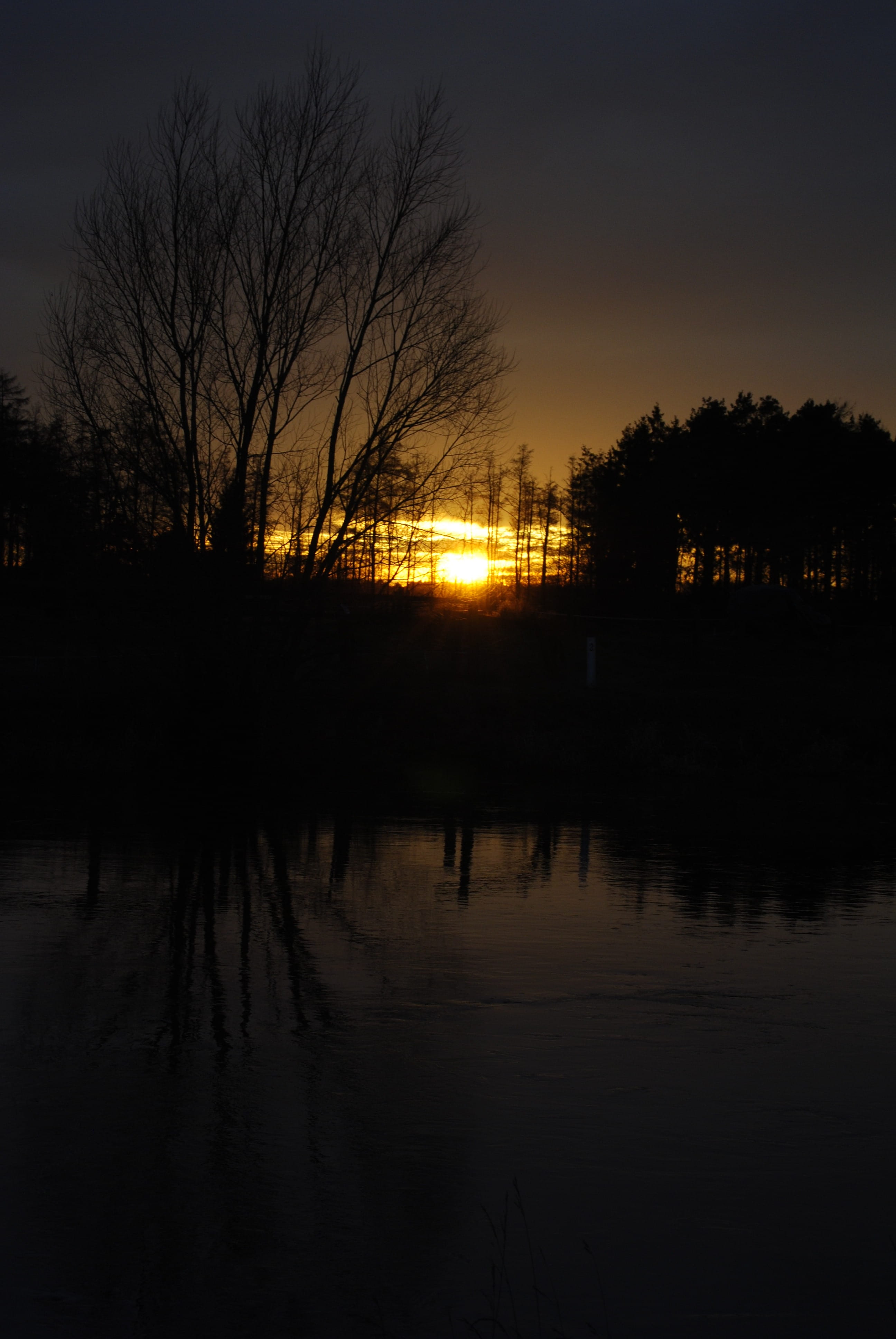 Twilight, Sunset, Trees, reflection, silhouette, night, outdoors