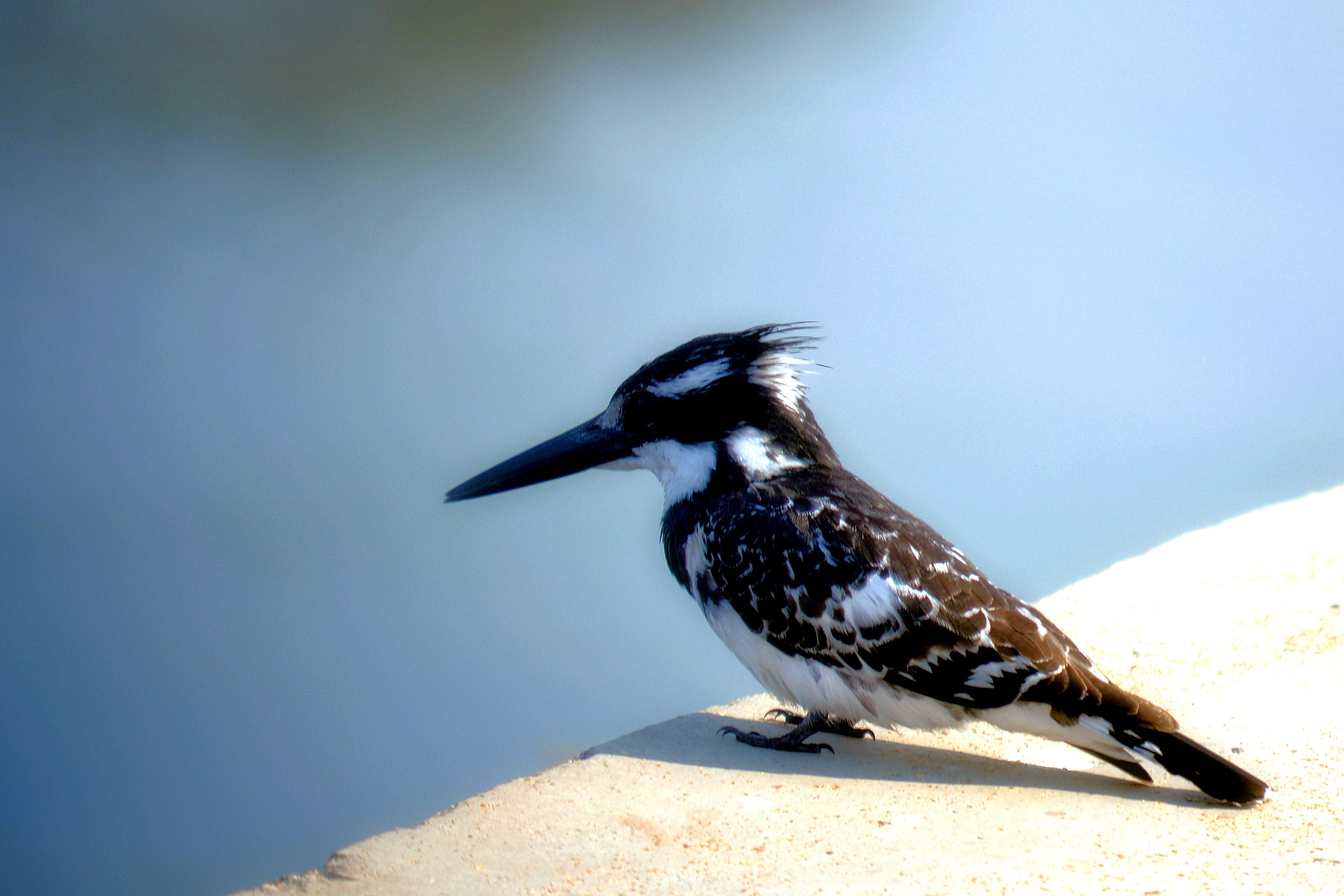 long beak, king fischer, black and white, feathered, bird, animal
