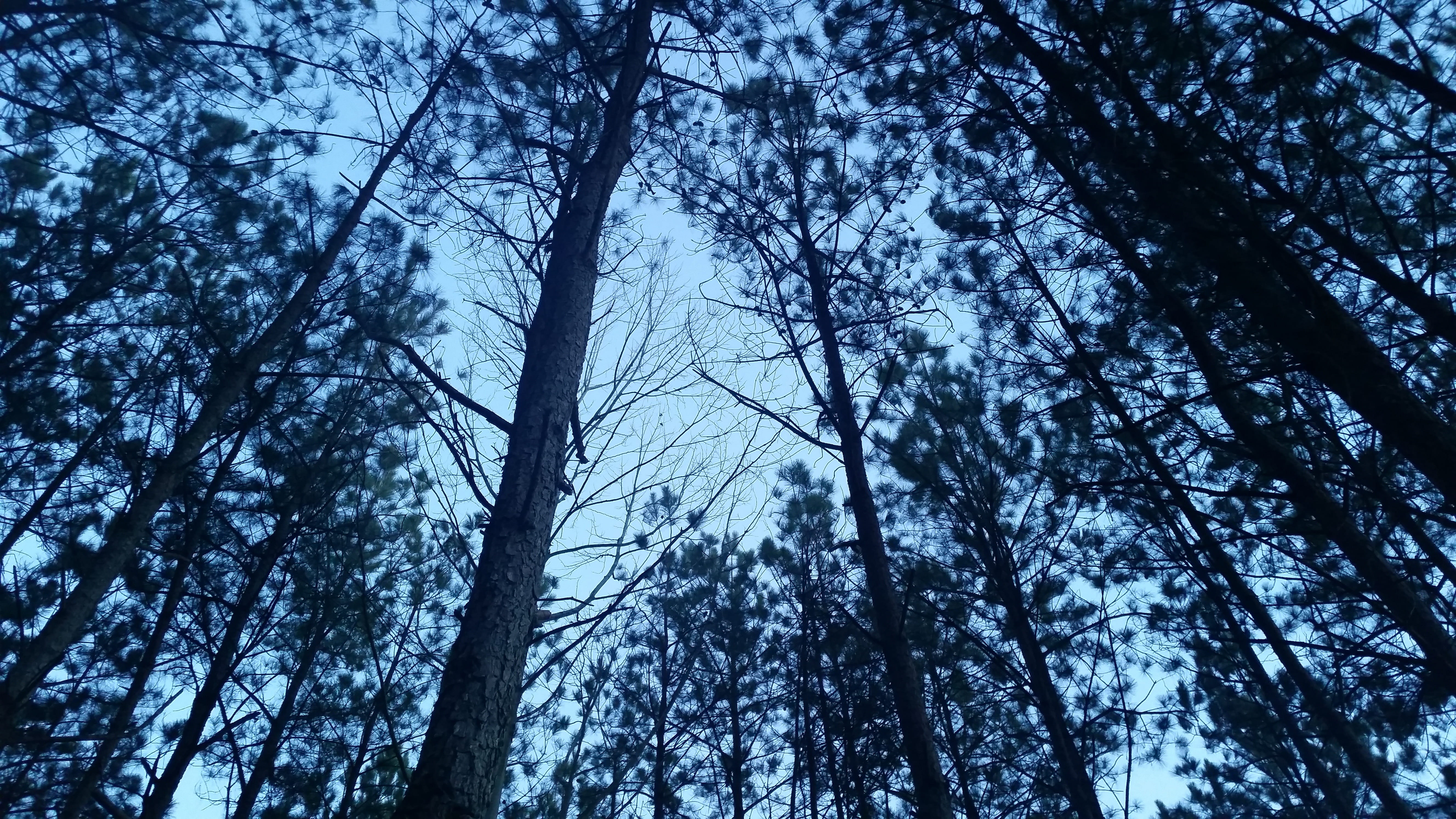 Tree, Pine, Nature, Forest, trees, sky, landscape, trunk, tree trunk