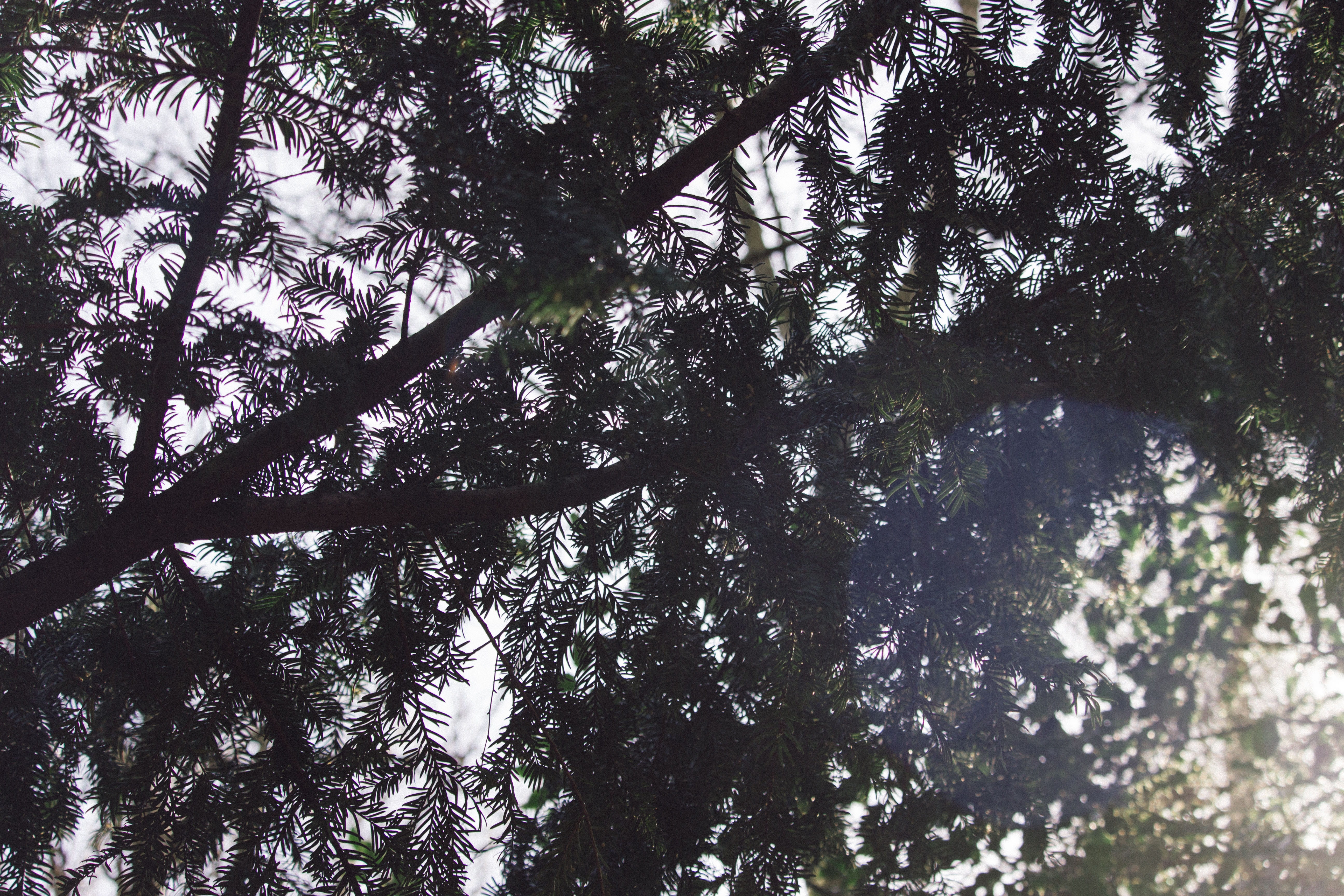 green, leaf, trees, plant, low angle view, growth, tranquility