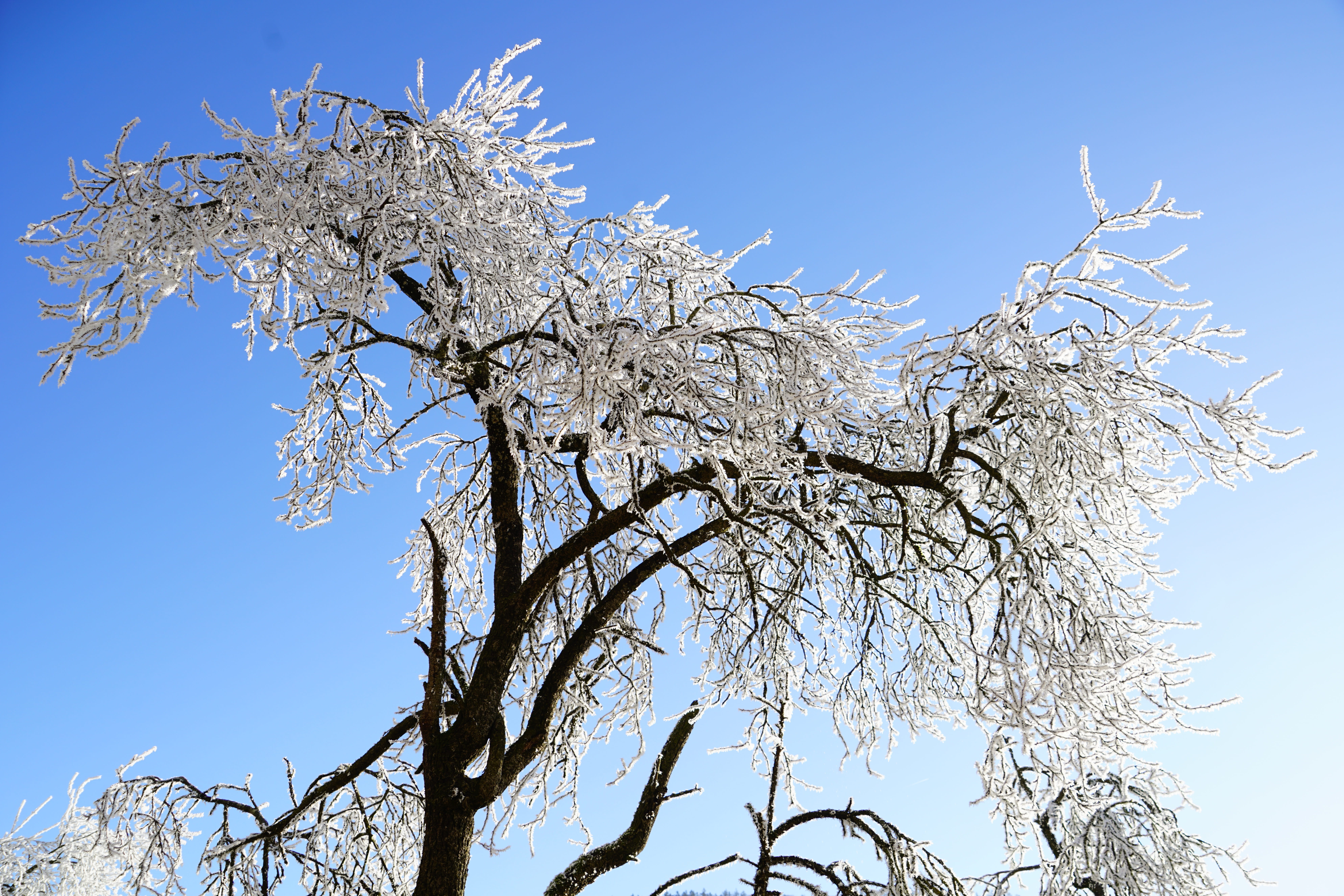 tree, hoarfrost, winter, iced, snow, cold, wintry, branches