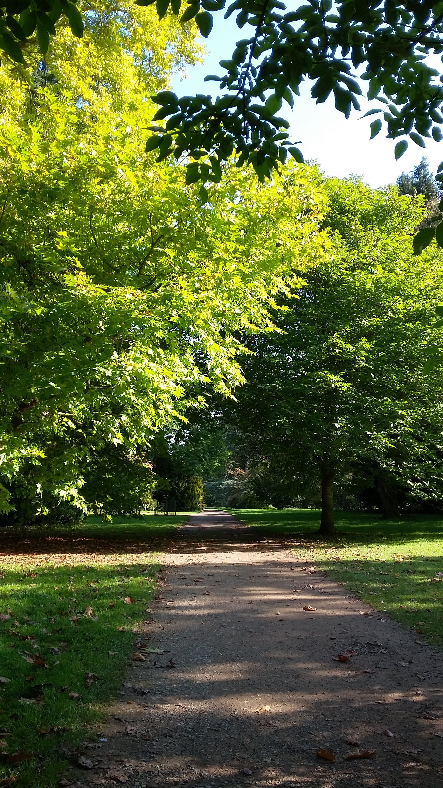 Forest, Green, Trees, Path, Nature, landscape, summer, environment