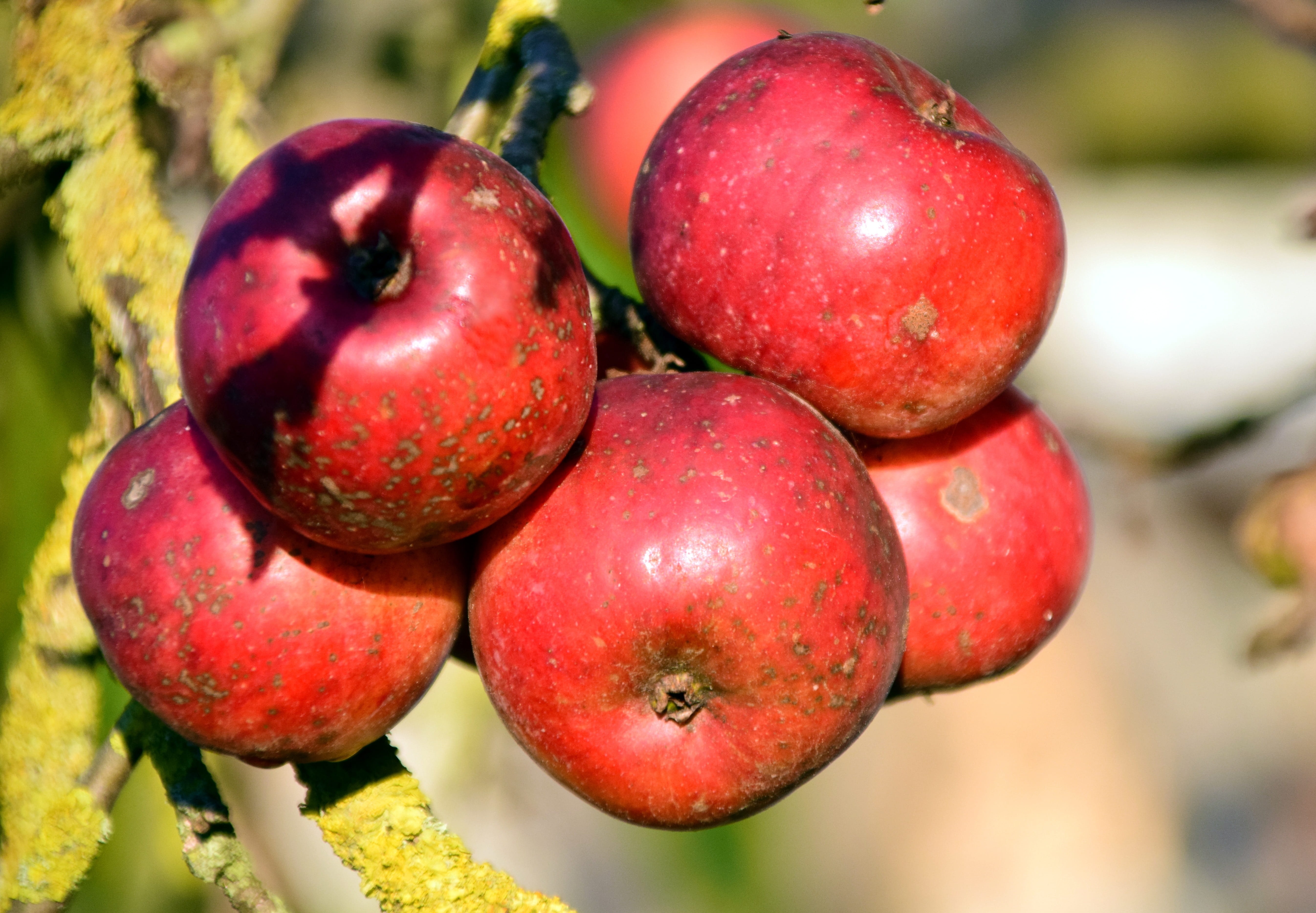Apple Tree, Fruit, Tree, Nature, red, autumn, kernobstgewaechs