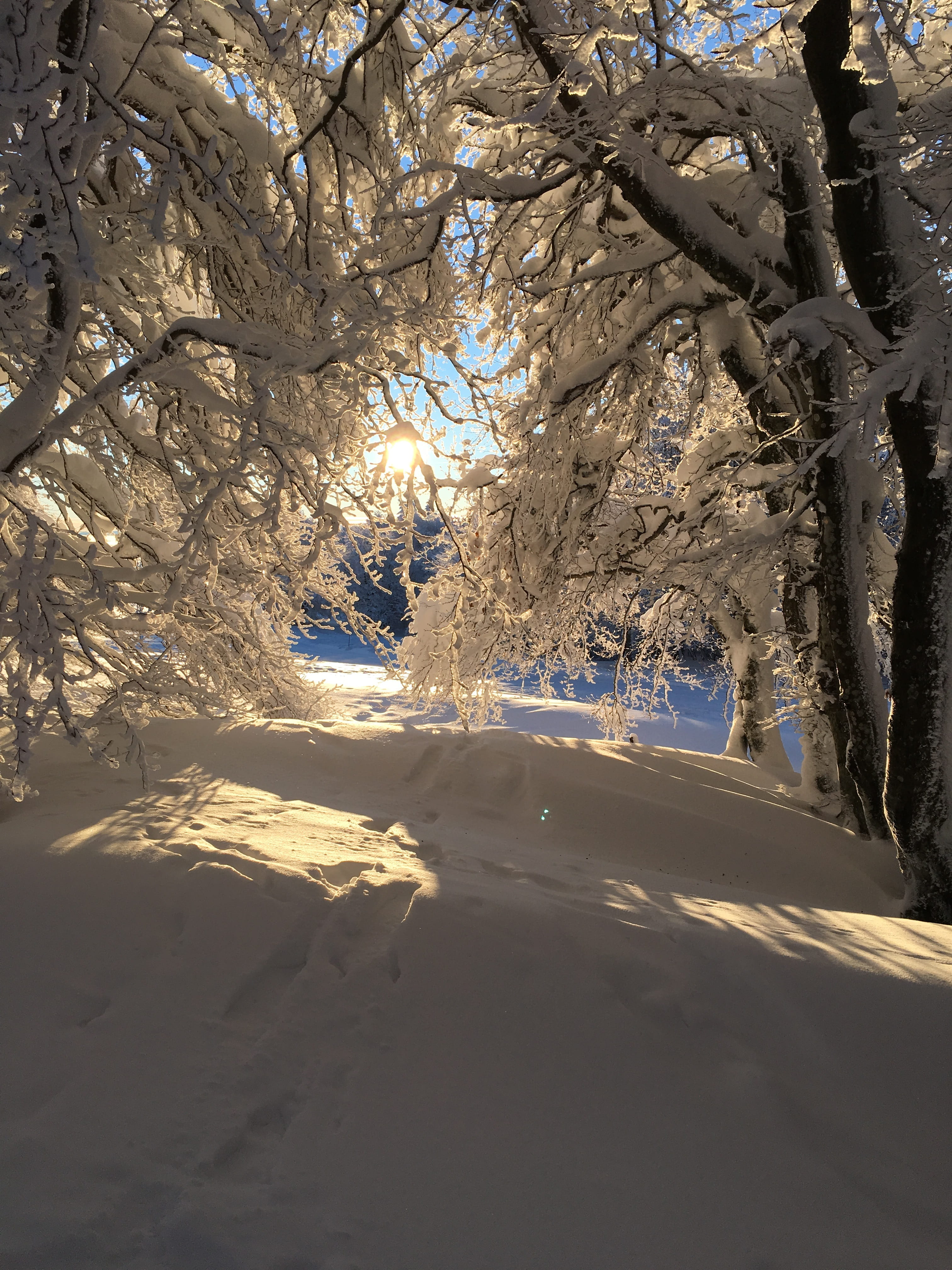 Winter, Snow, Forest, Tree, White, cold temperature, nature