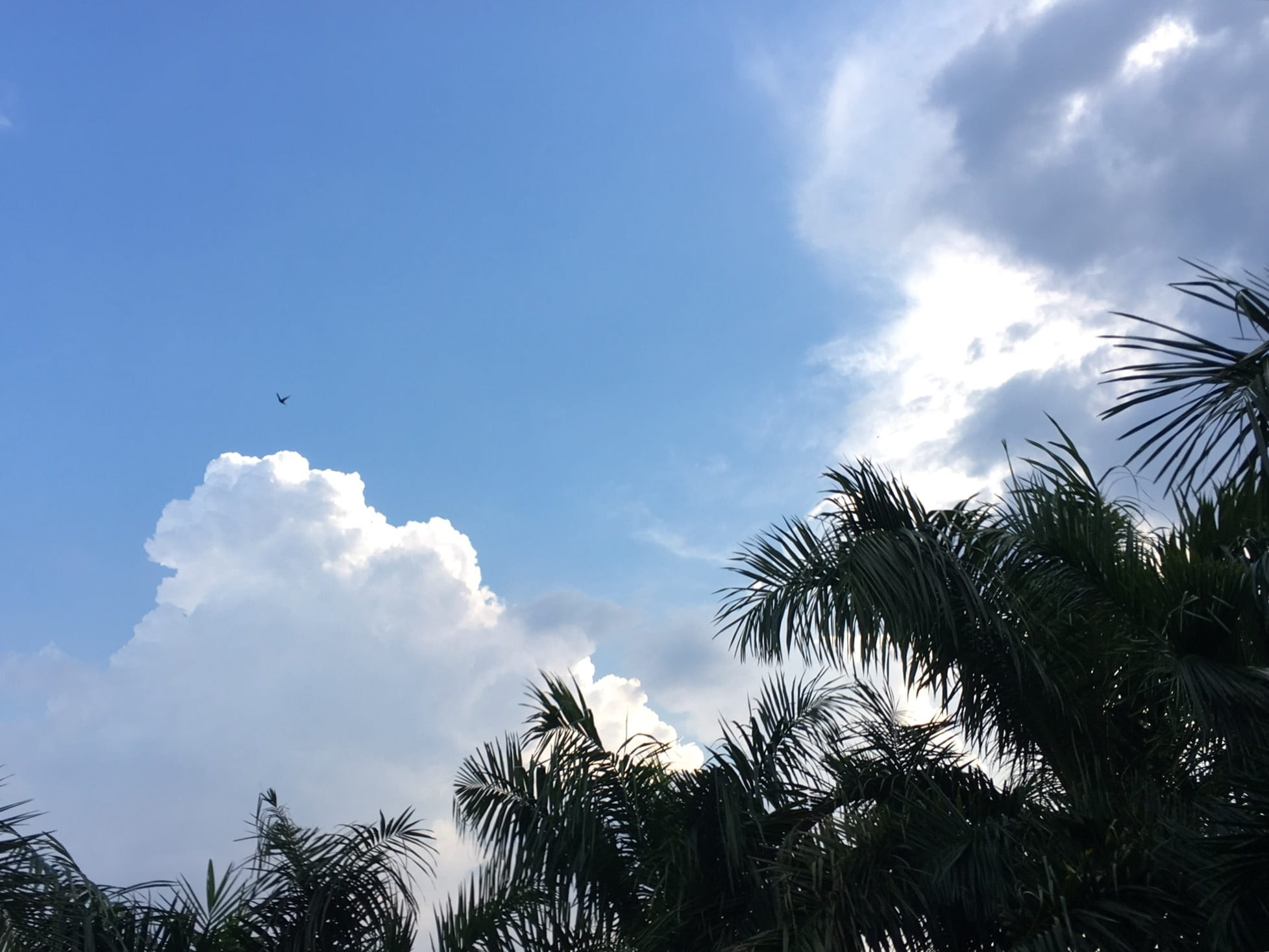 sky, clouds, blue, nature, tree, cloud - sky, palm tree, tropical climate