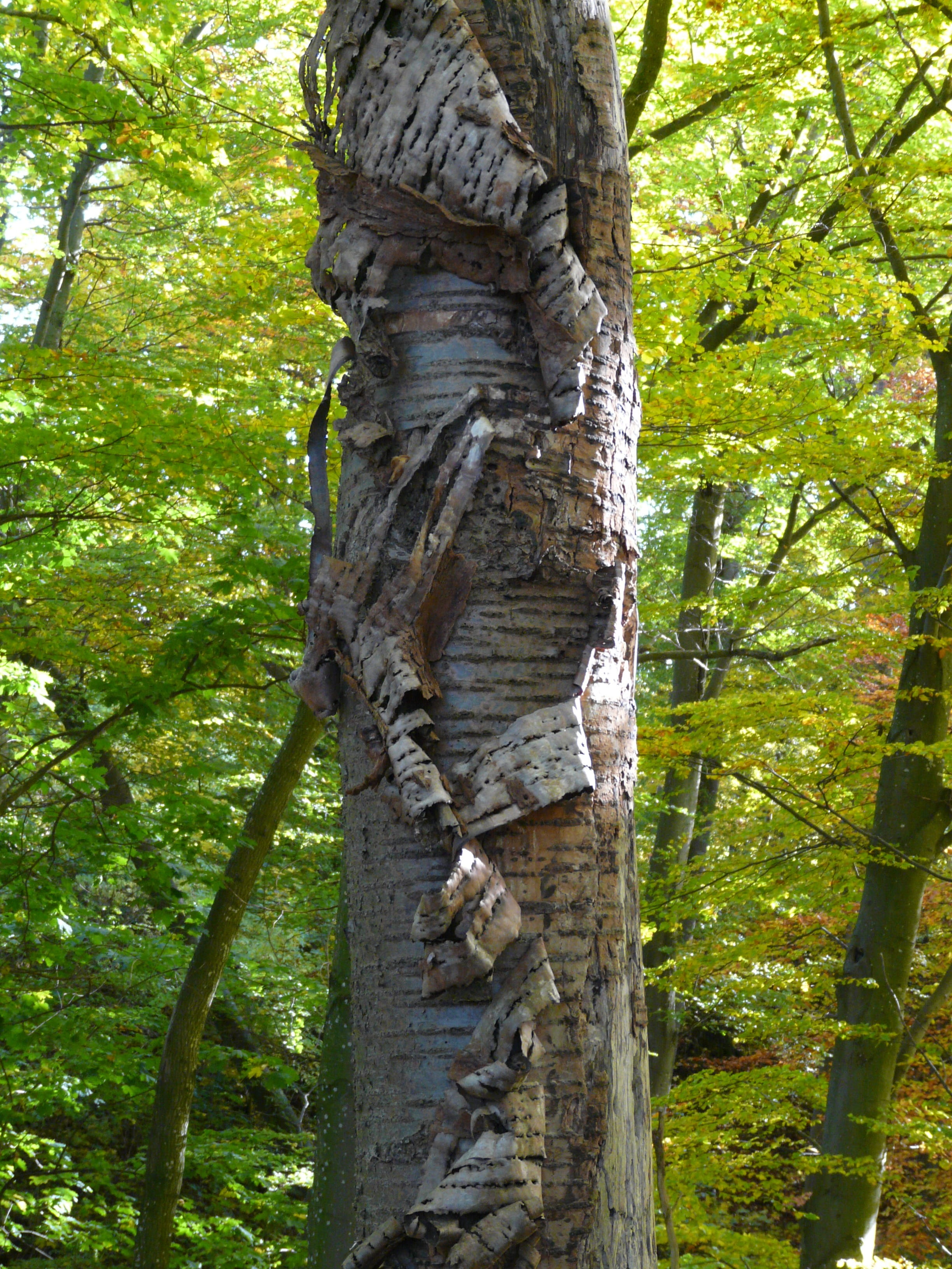 Tree Bark, Cherry, Cherry, cherry bark, flake, replace, fall off
