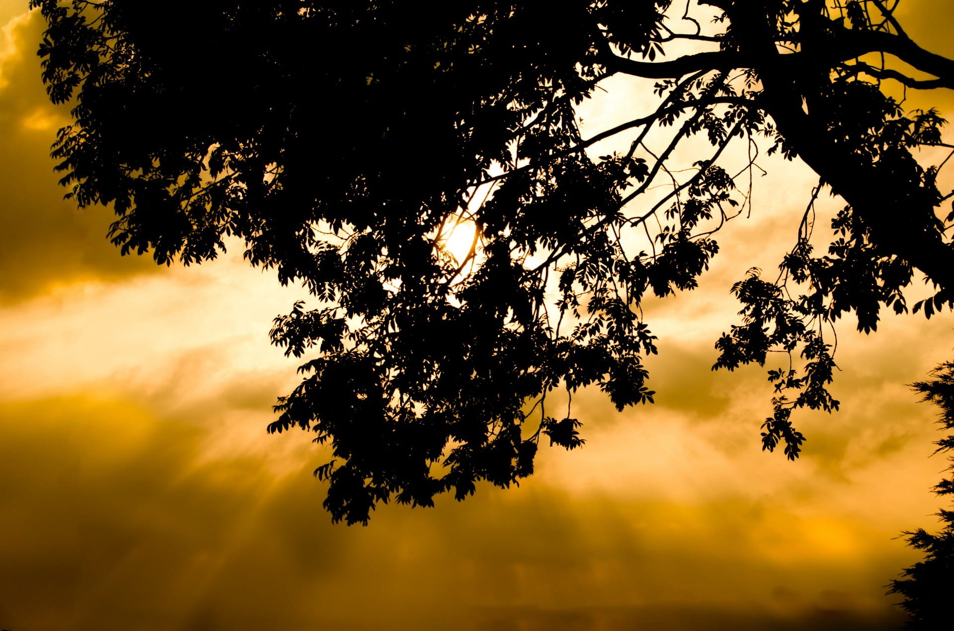 Tree, Sunset, Leaf, Leaves, Silhouette, orange, branch, branches