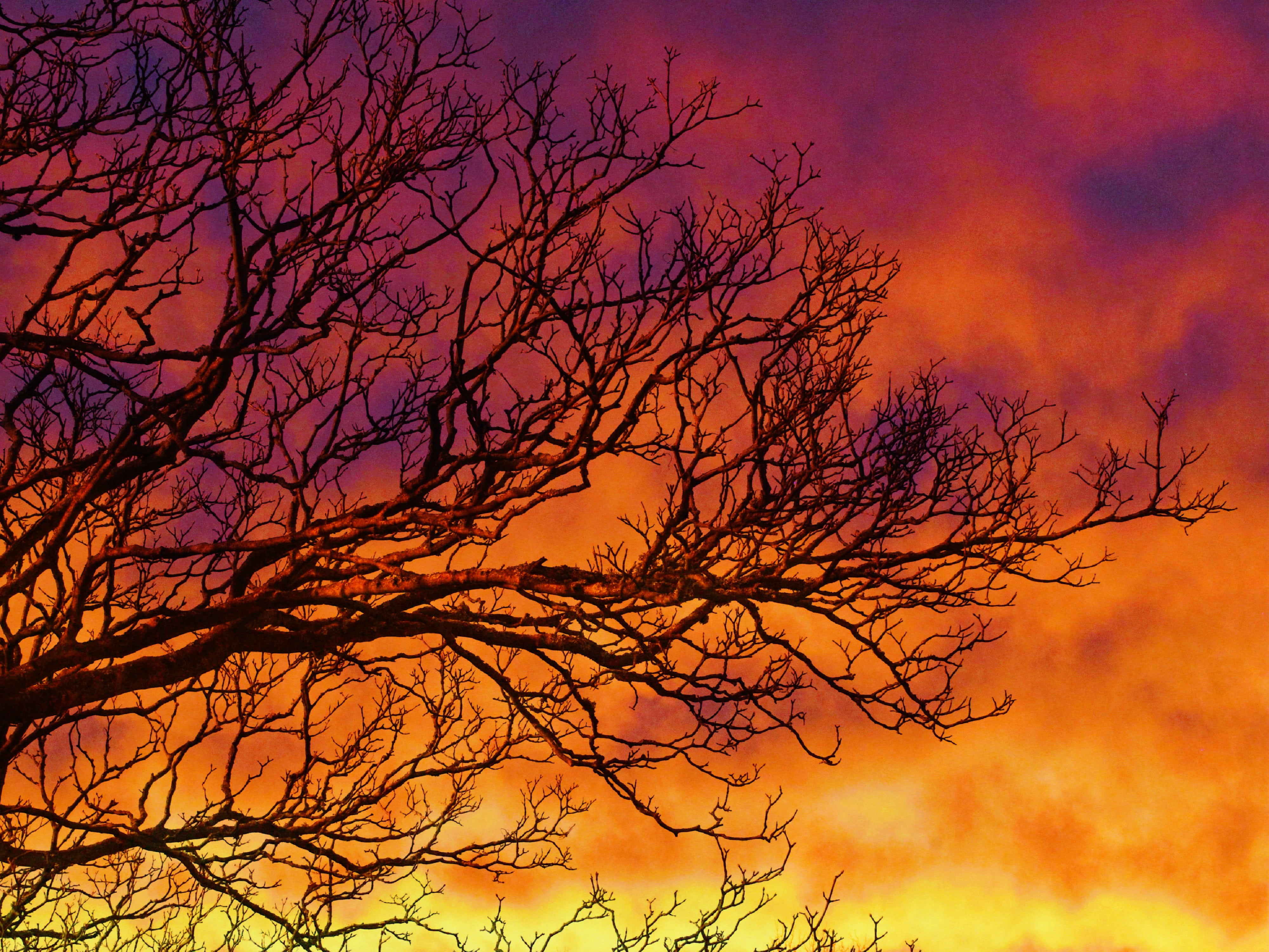 tree under orange and yellow cloudy sky, sunset, branches, clouds