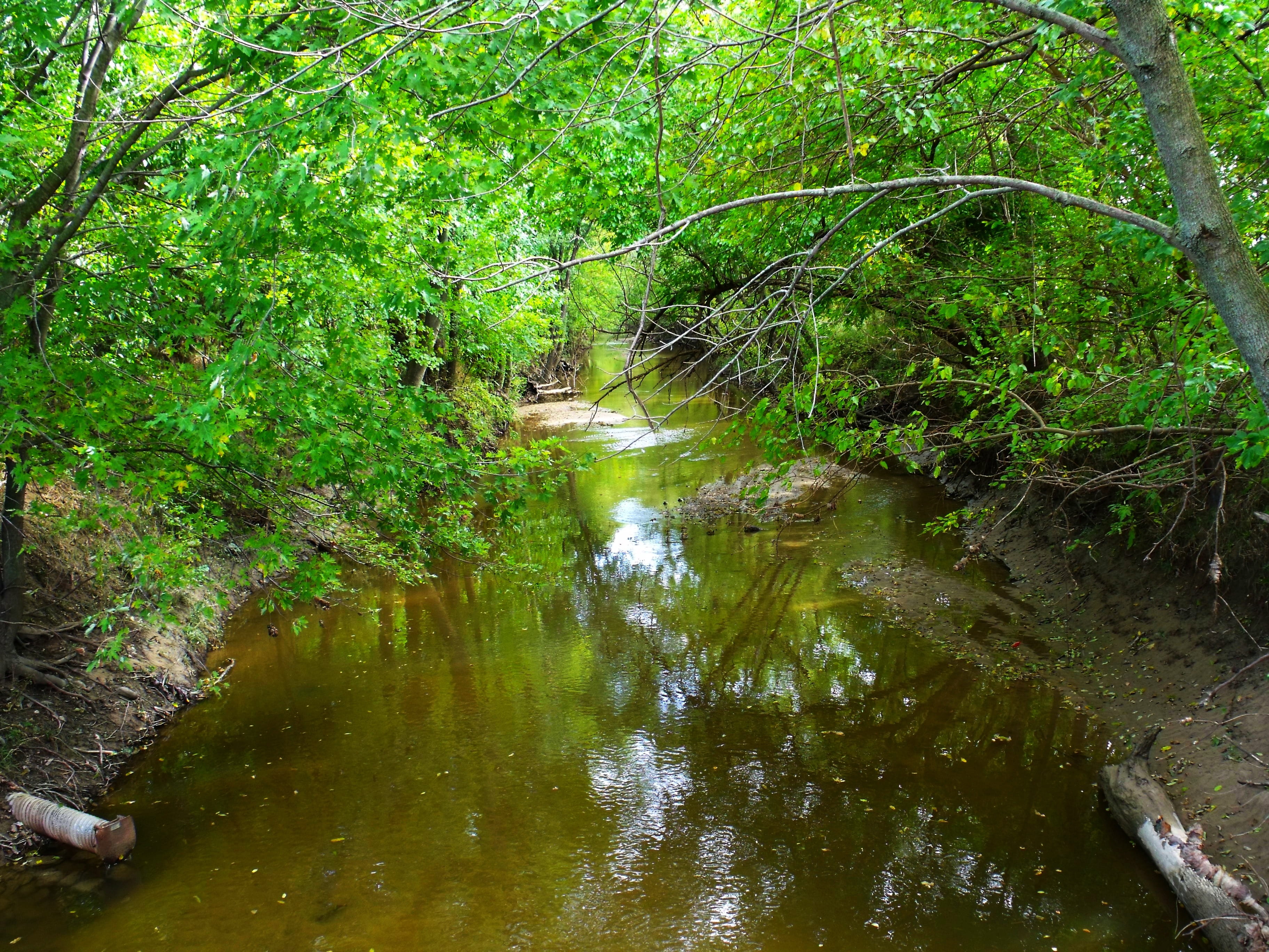 Stream, River, Trees, Summer, green, water, reflection, nature