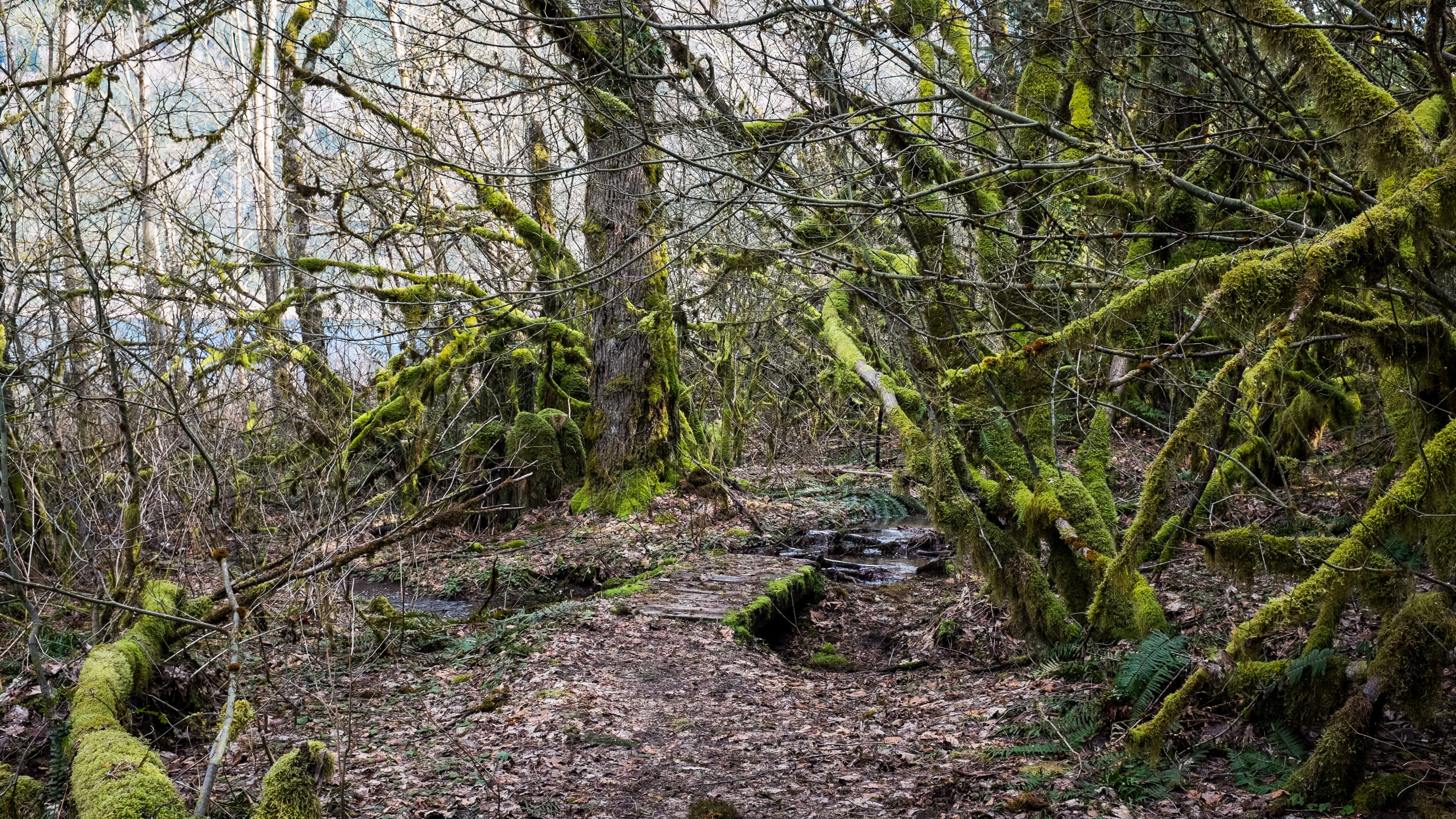 trees, moss, path, forest, plant, land, tranquility, growth