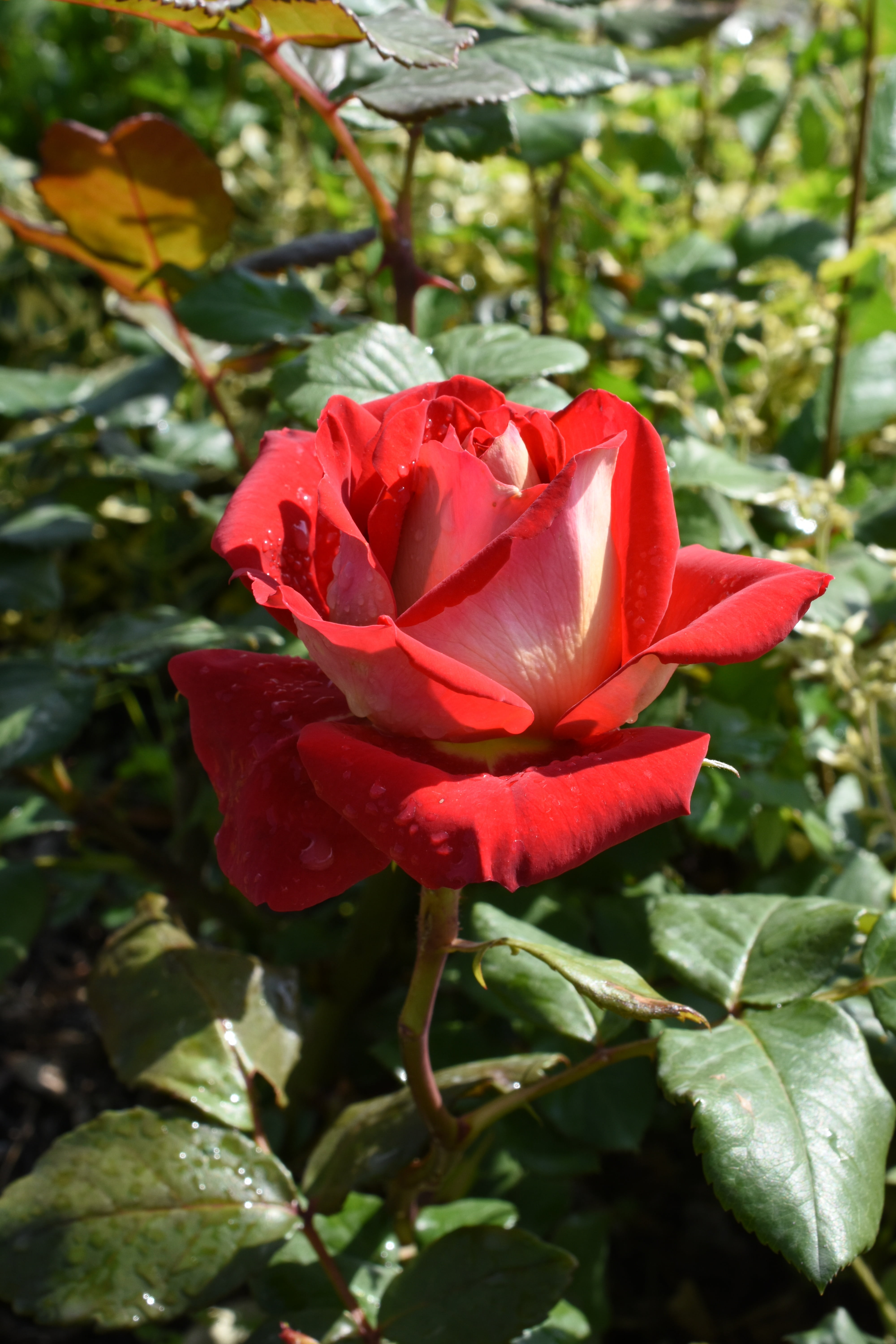 rose, affix, red, may, hangang park, plant, flower, beauty in nature