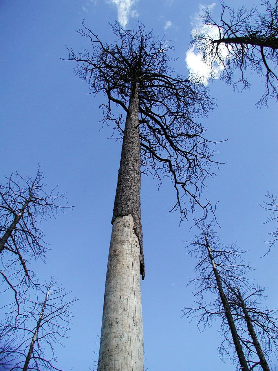 fire, forest, burn, burned, pine, waste, black, tree, plant