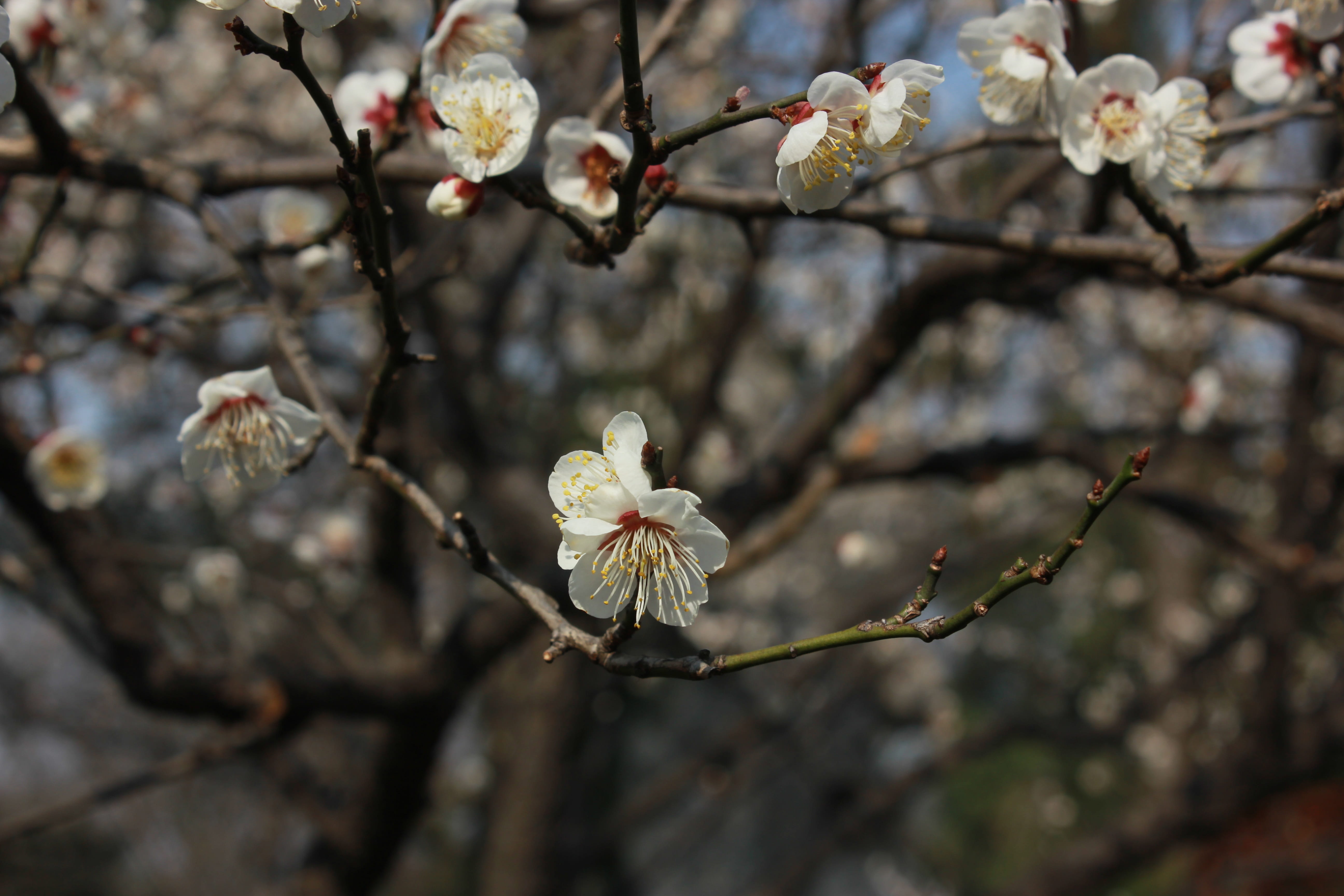 Flower, Tree, Artistic, Conception, artistic conception, spring