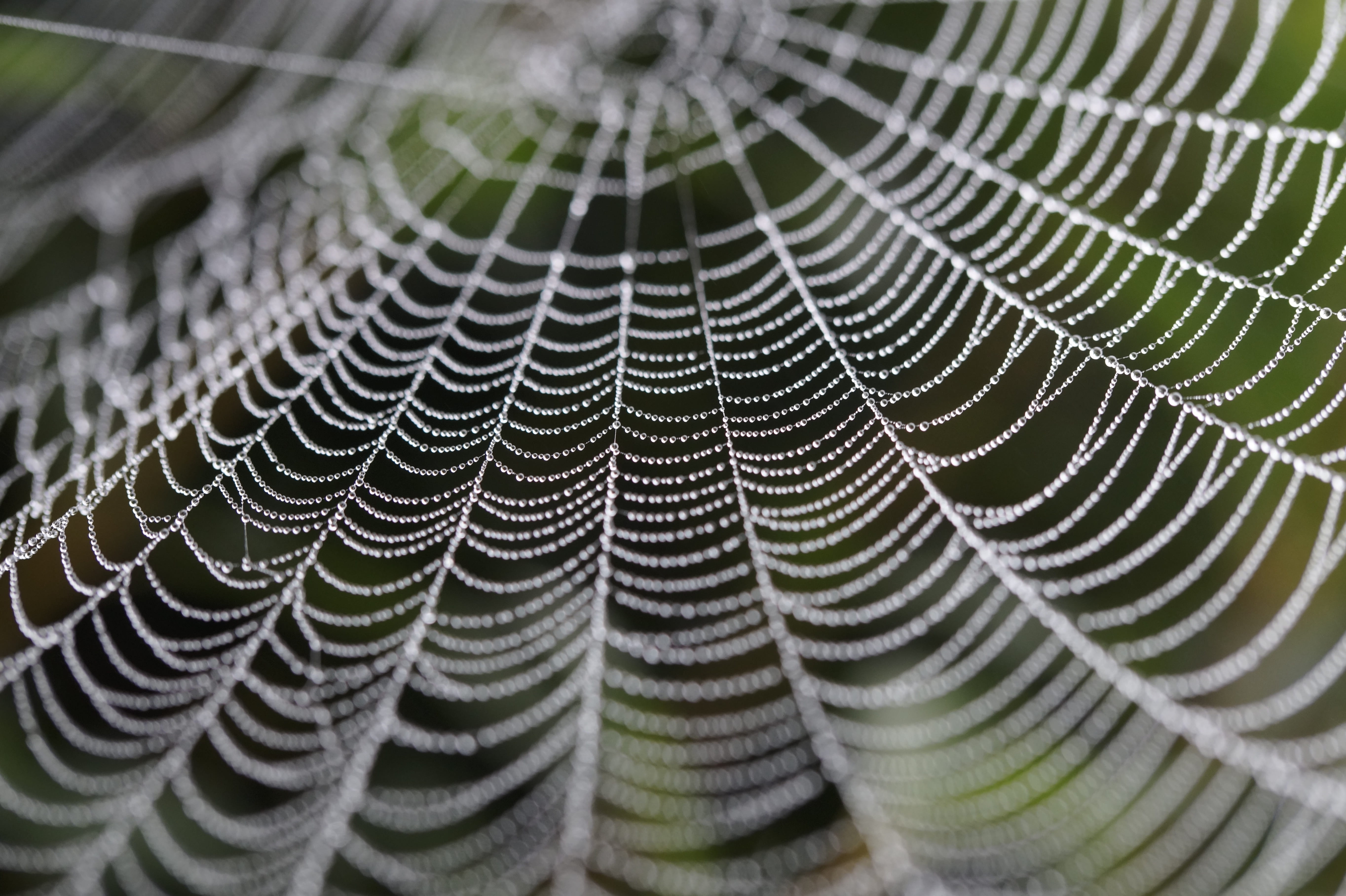 spider web, cobweb, network, orb web, dewdrop, drip, drop of water