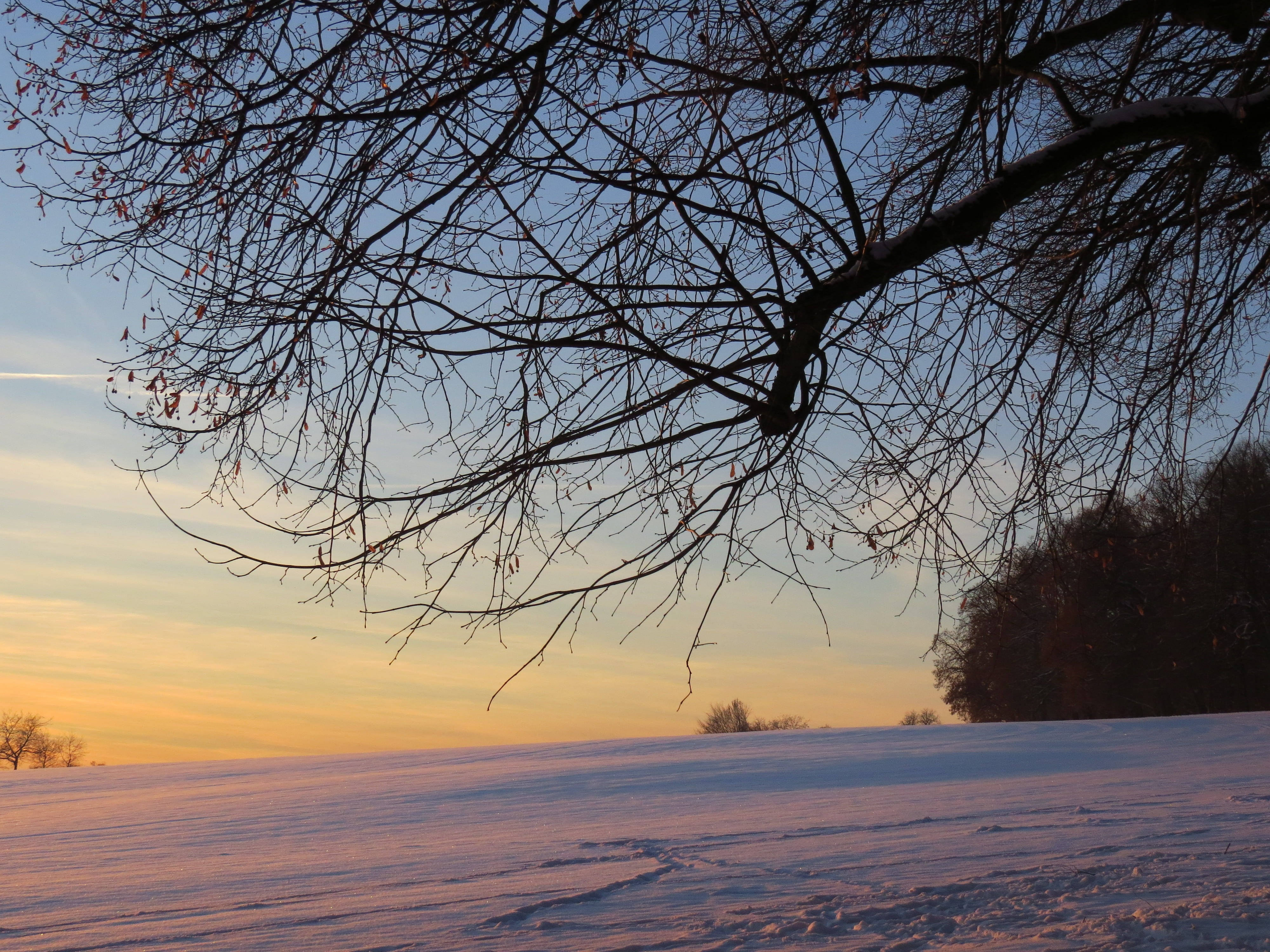 branch, tree, branches, wintry, winter mood, cold temperature
