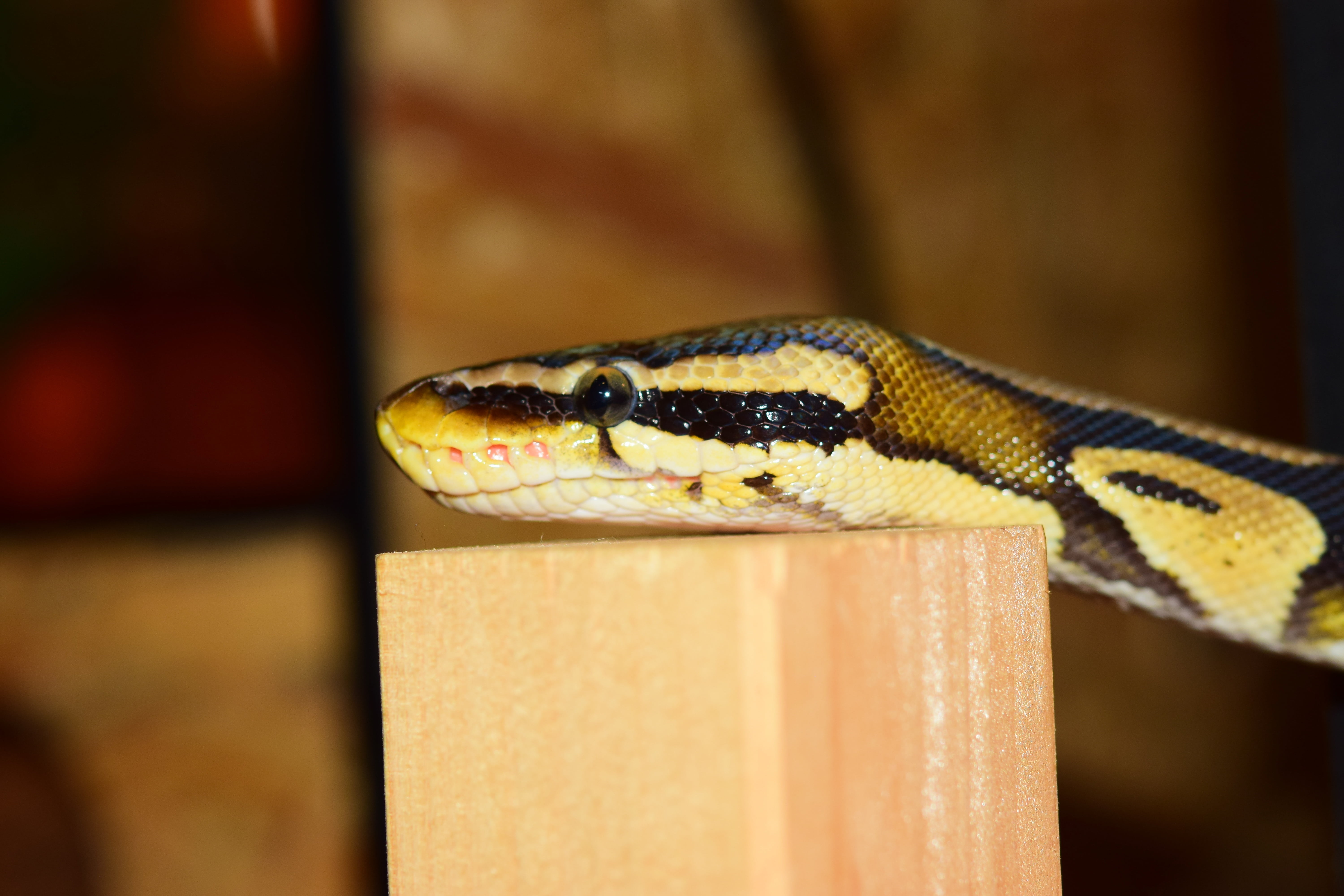 snake, constrictor, python, reptile, boa, scale, animal, ball python
