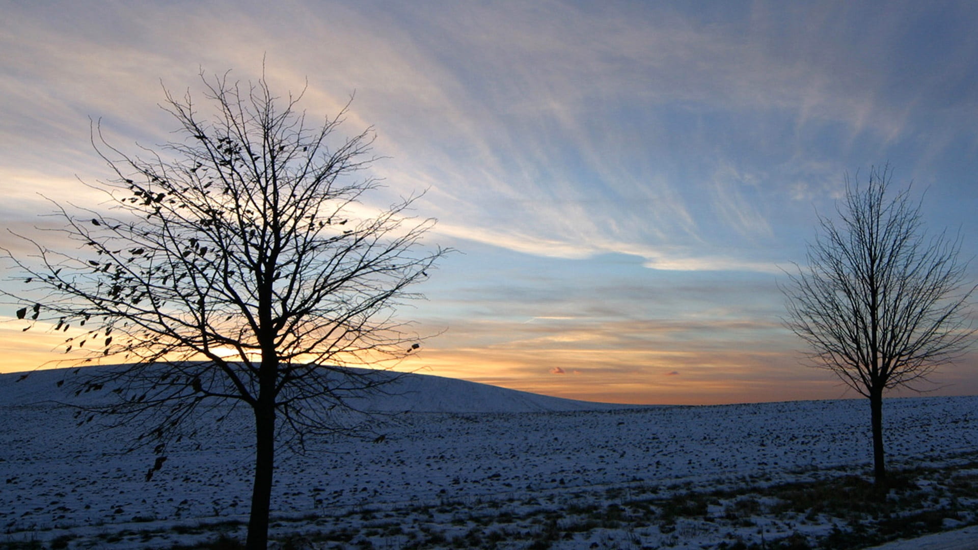 wind, cold, flying, sky, tree, scenics - nature, cloud - sky