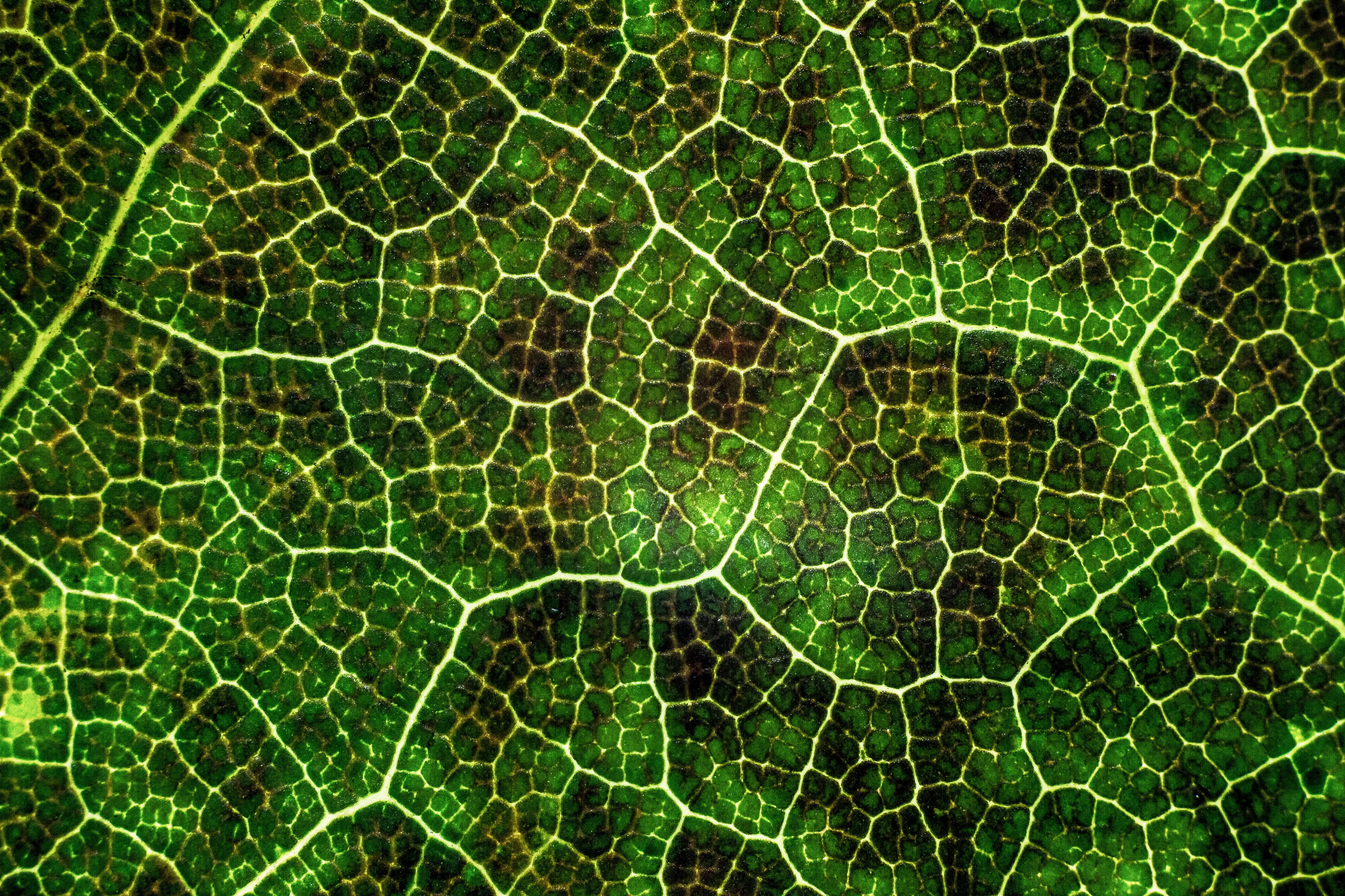 green, leaf, texture, plant, full frame, pattern, backgrounds