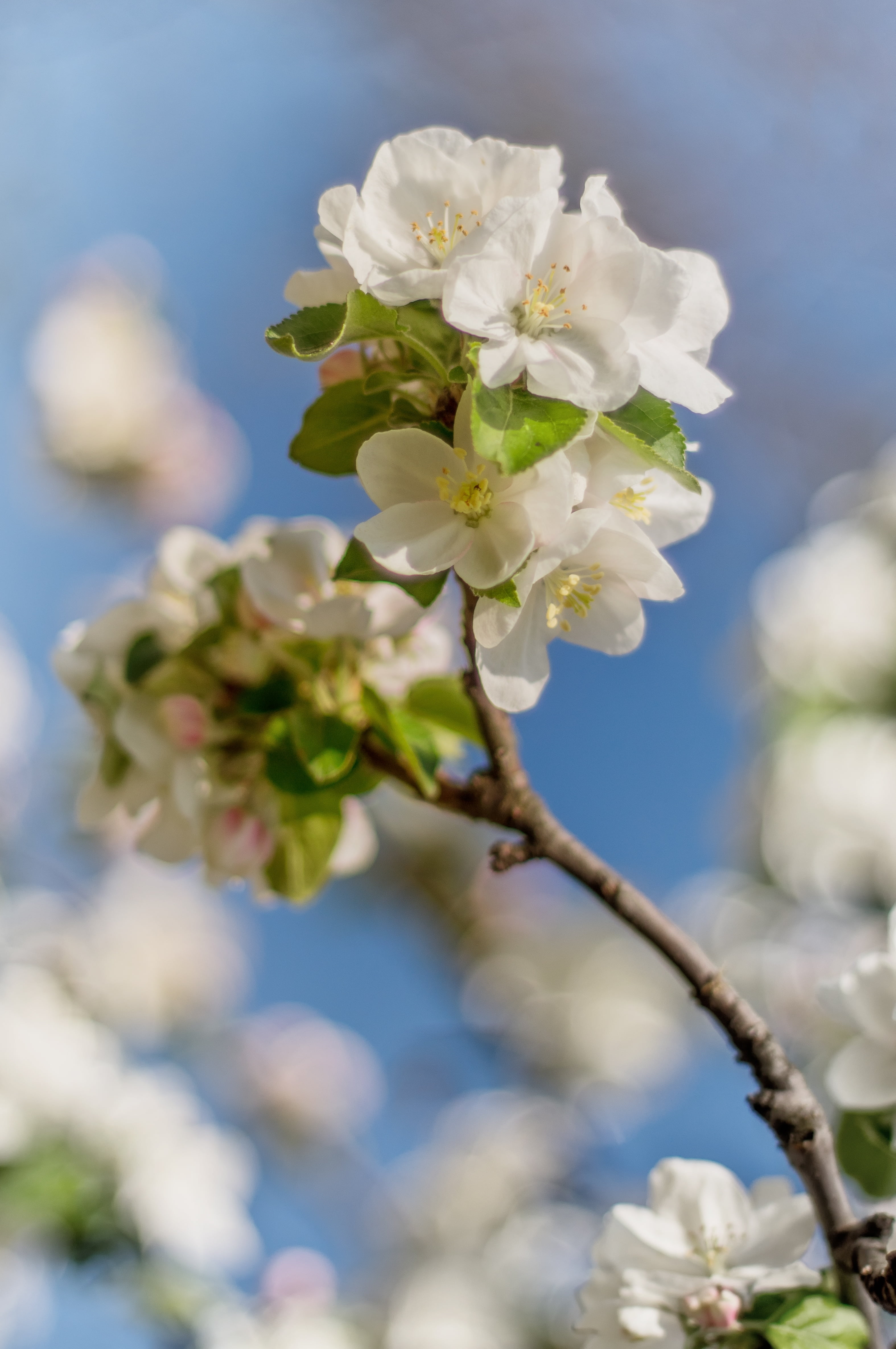 flower, spring, spring flower, sunshine, focus on foreground