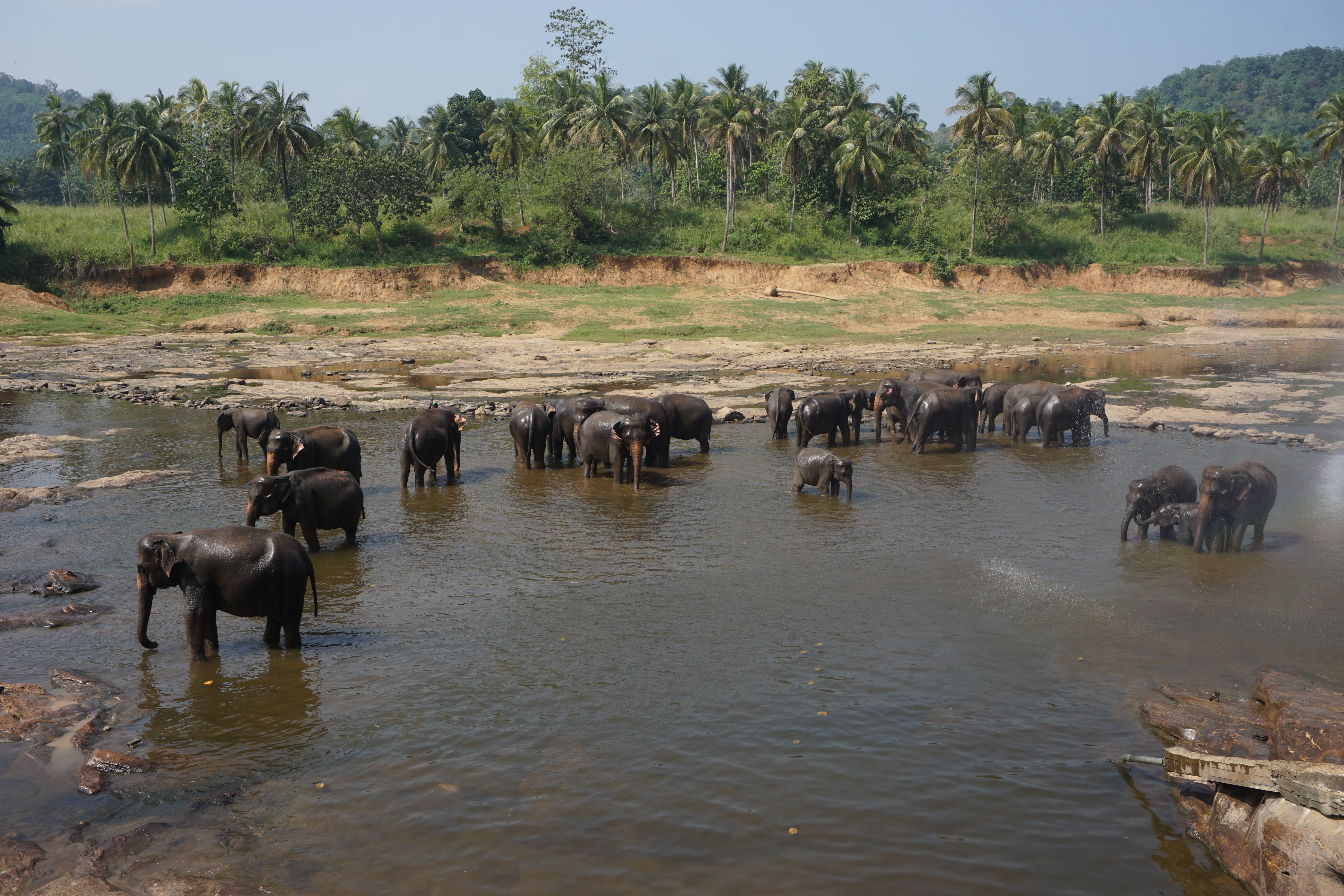 Elephant, Bath, River, Animal, Mammal, bathing, tourism, sanctuary