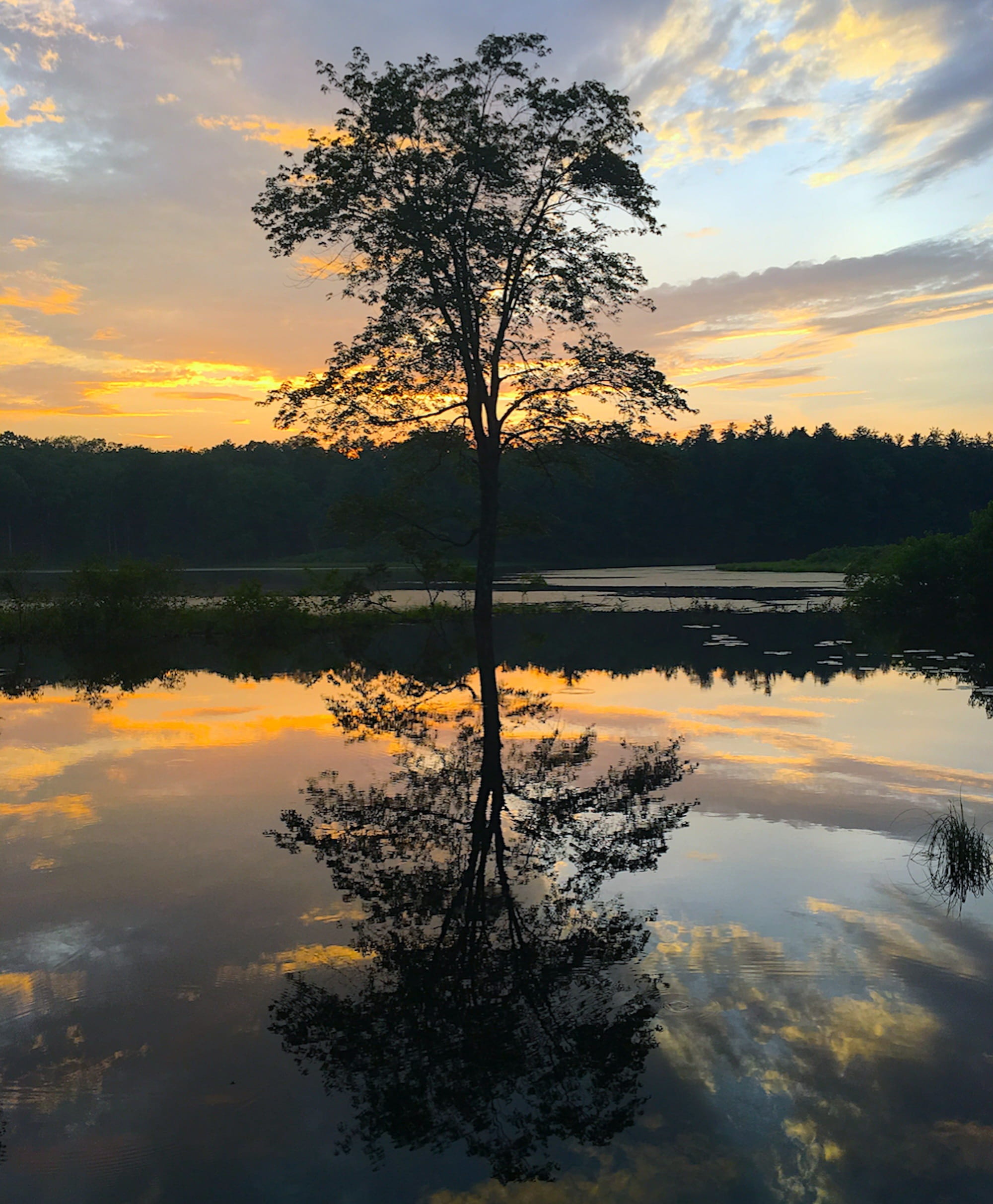 Tree, Sunset, Lake, Reflection, Nature, landscape, sunlight