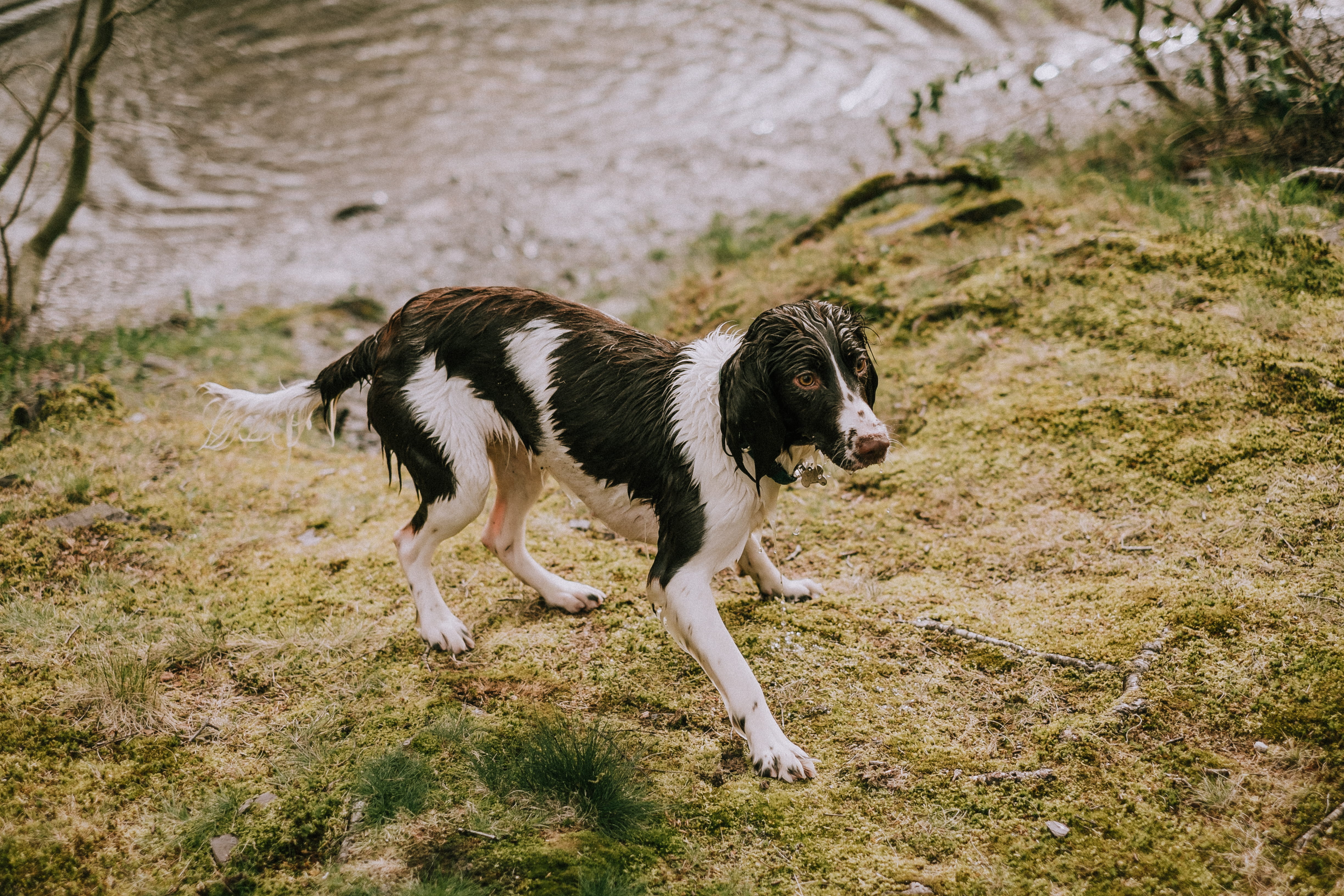 wet black and white dog near body of water, adult black and white English springer spaniel standing near body of water
