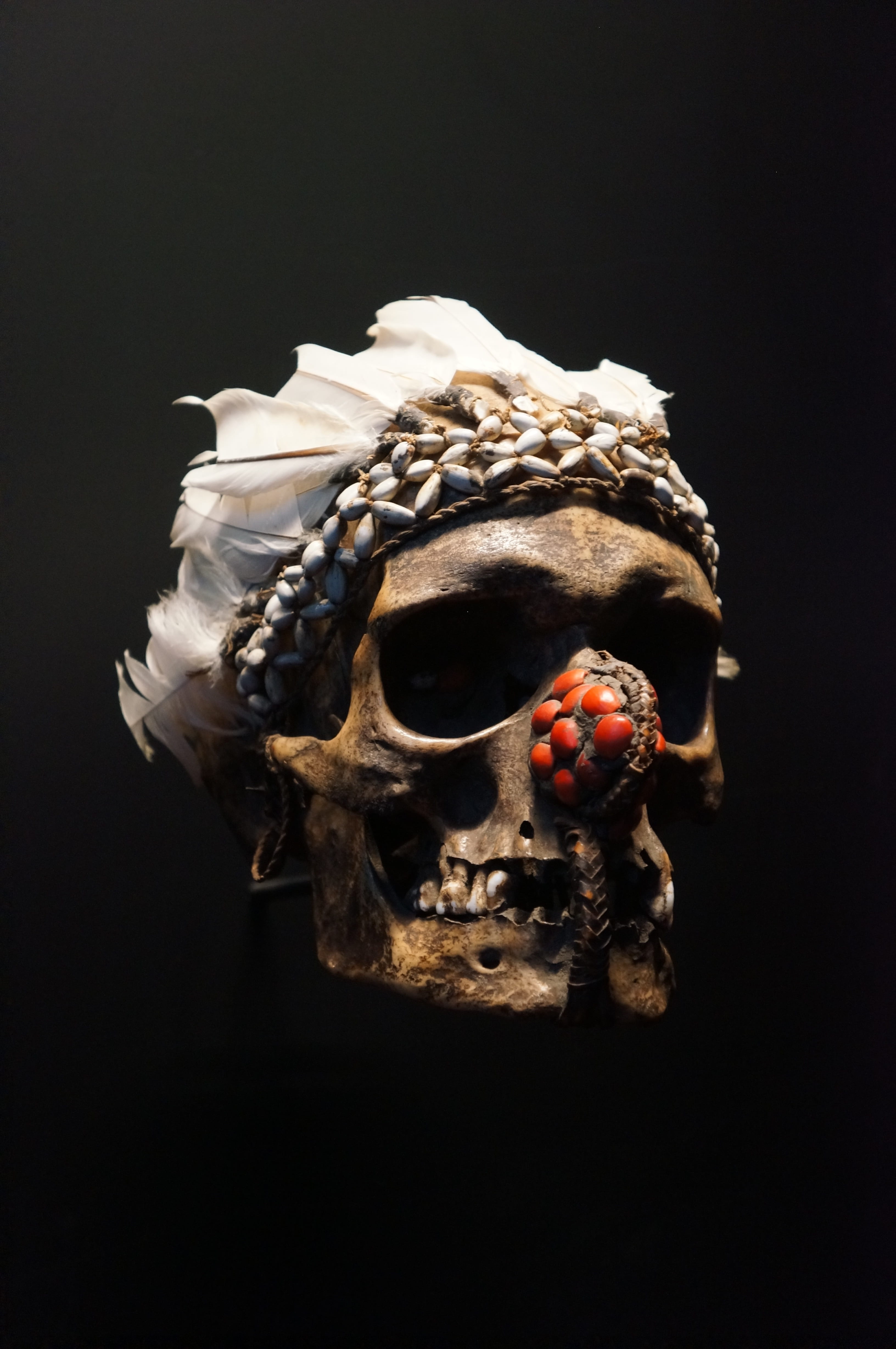 Skull, Head, Skeleton, Bone, Bones, museum, black background