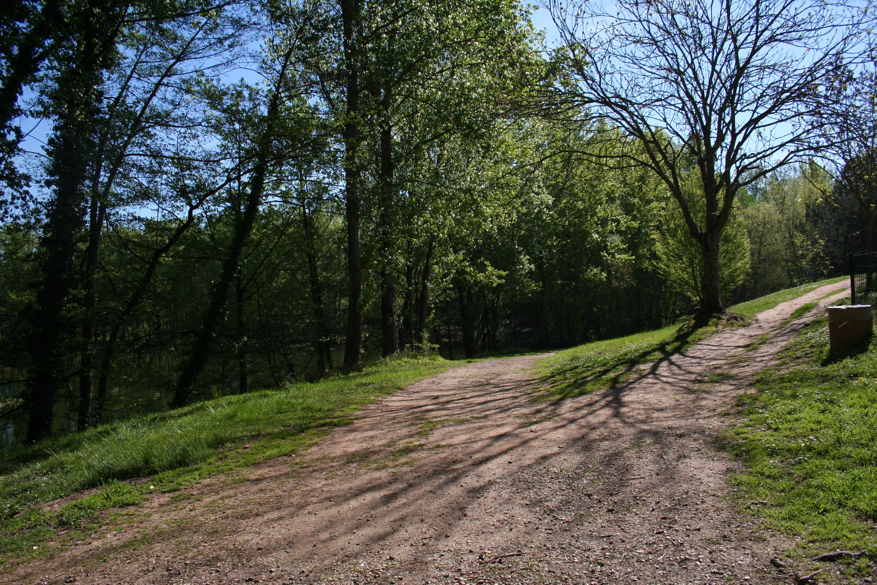 path, trees, perspective, shadow, nature, plant, direction