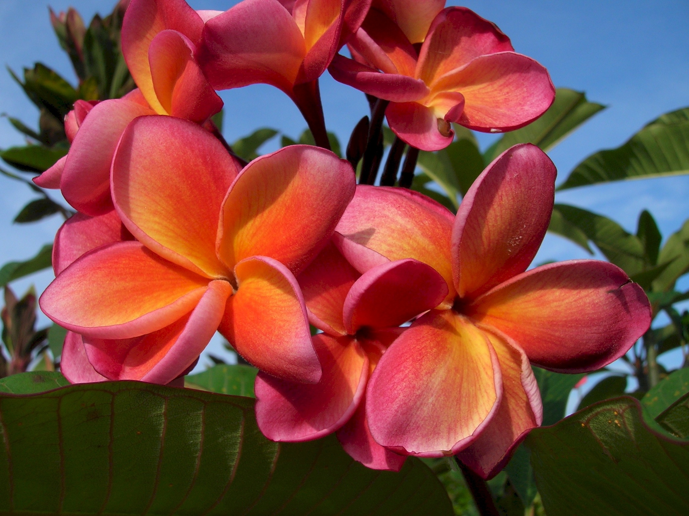 pink-and-yellow plumeria flowers, cluster, petals, plant, tropical