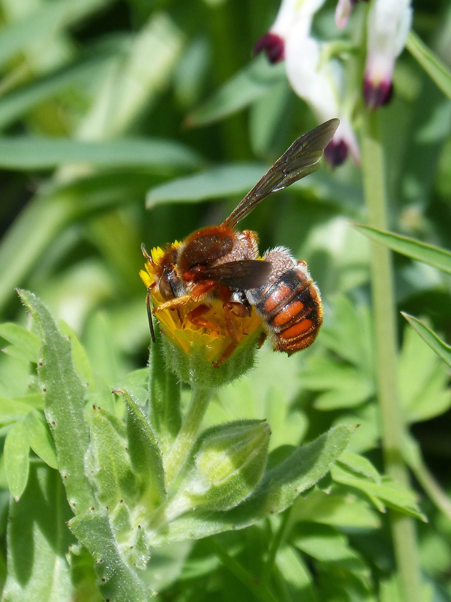 red bee, rhodanthidium sticticum, libar, nature, insect, anthophila