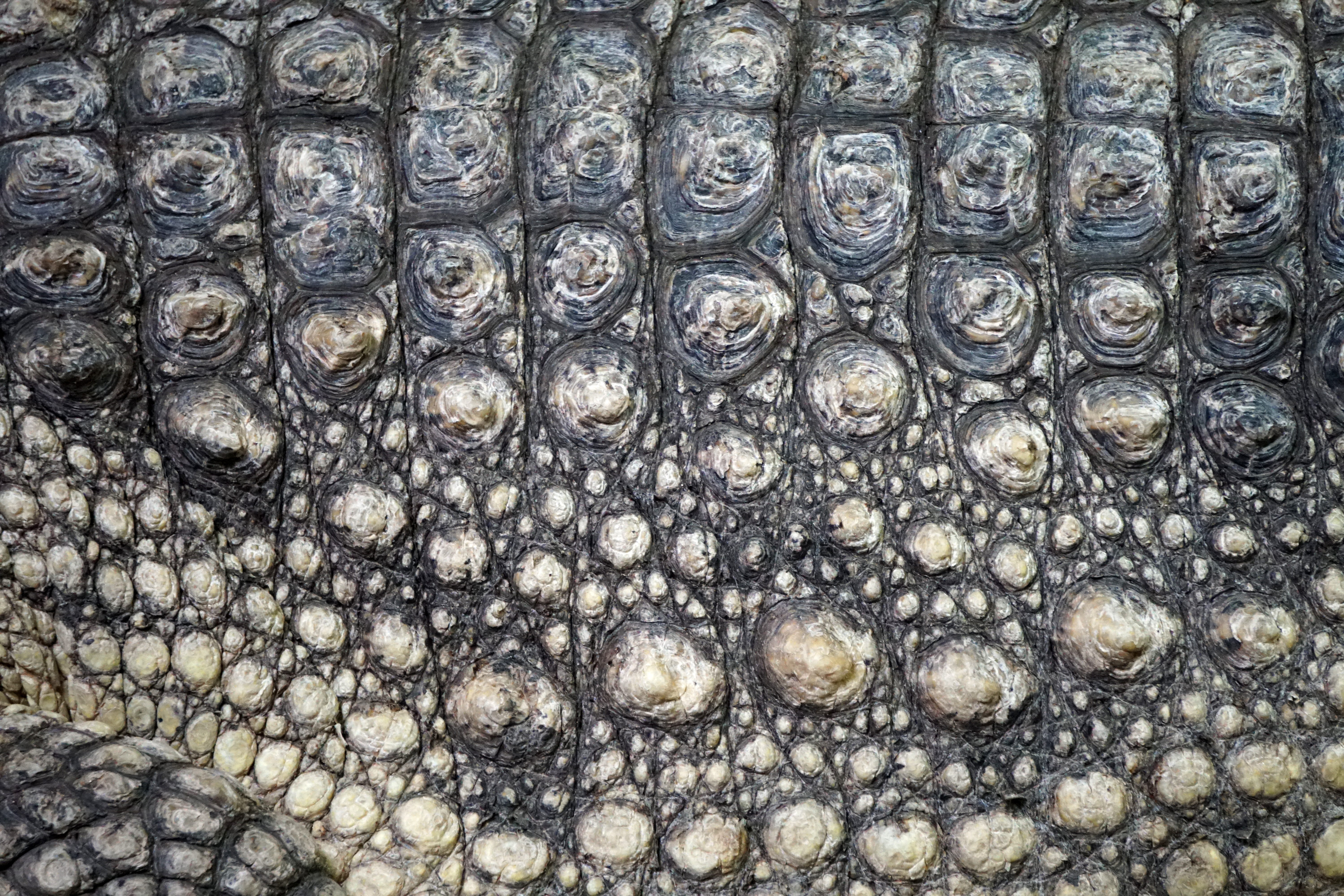 closed-up photo of crocodile skin, scale, texture, scaly, dragon
