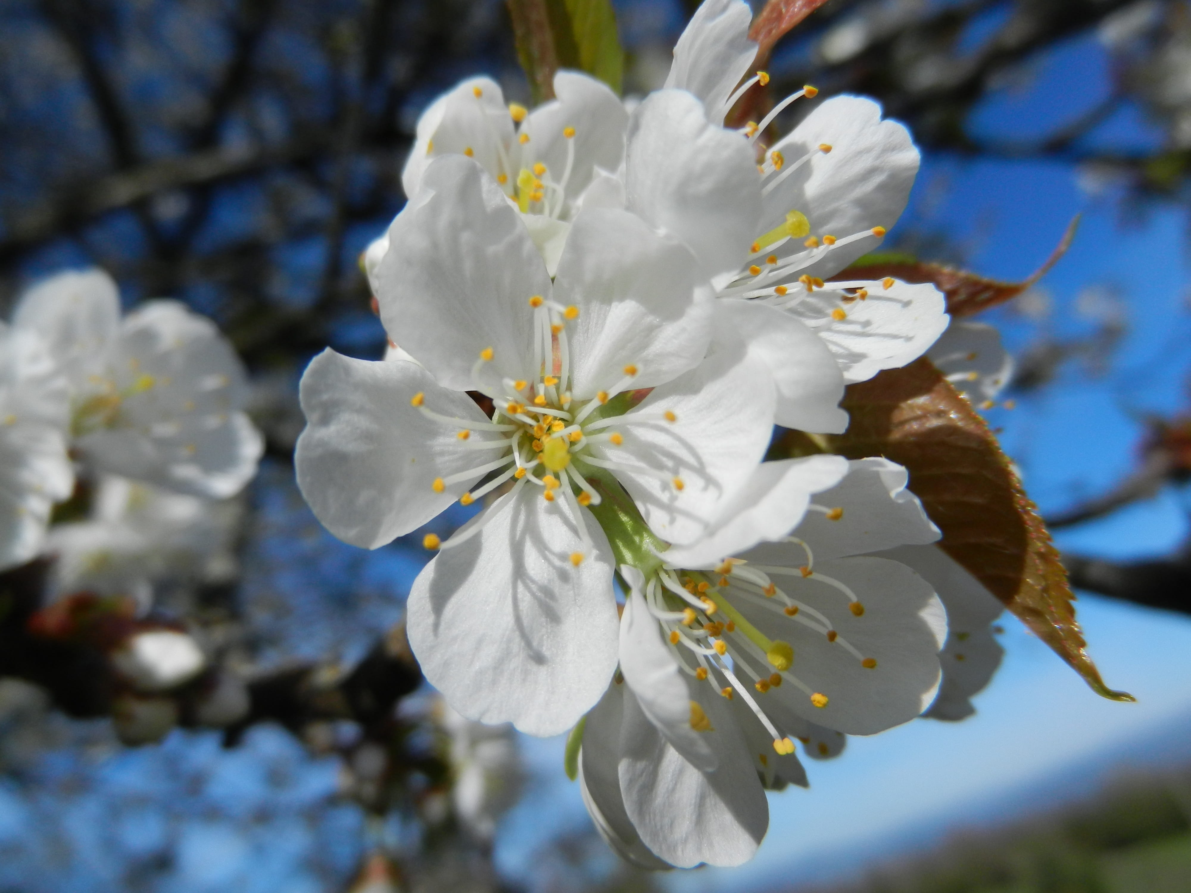 Flower, Cherry, Tree, Tree, Spring, nature, branch, plant, springtime