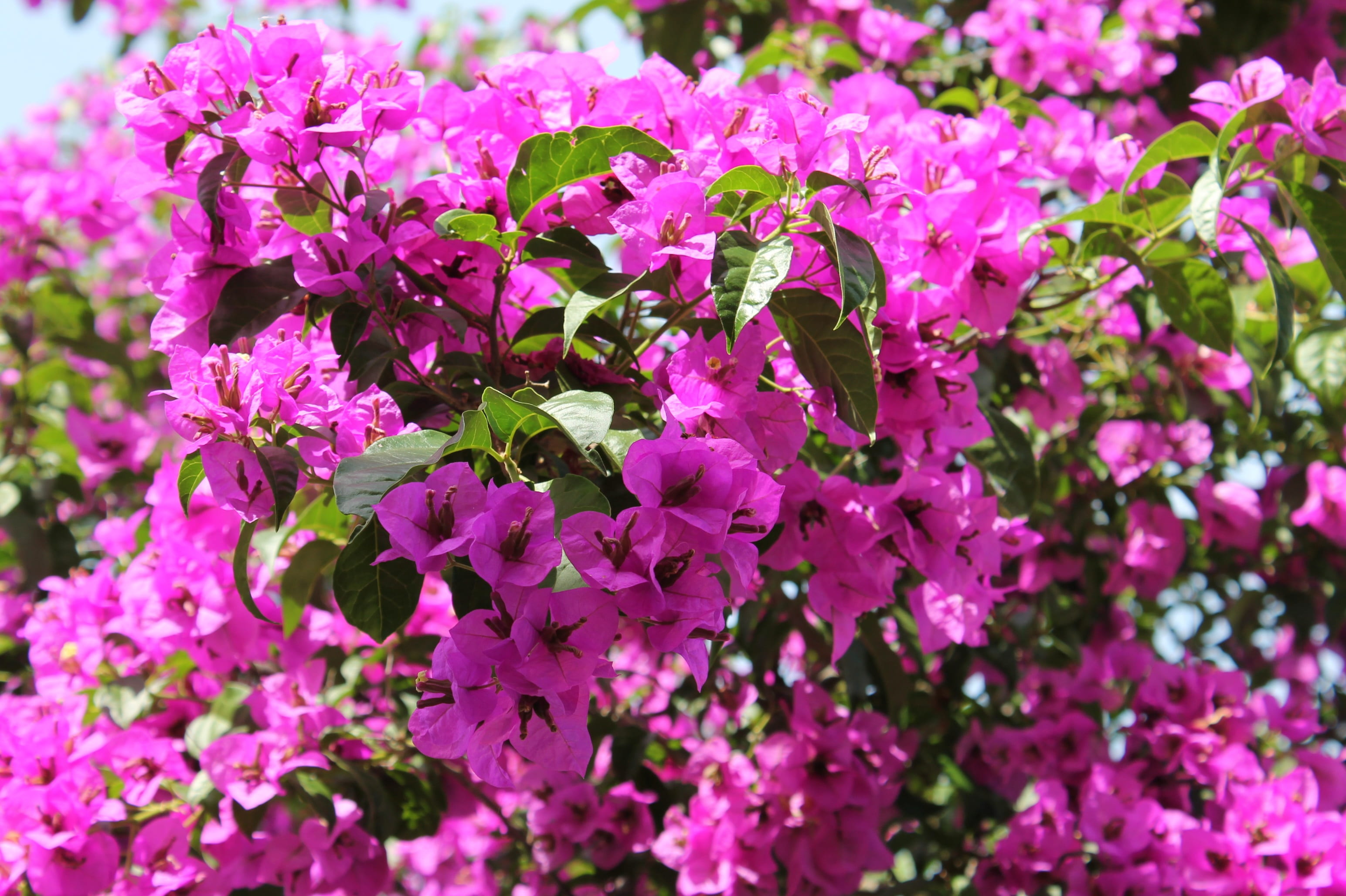 Free download | HD wallpaper: bougainvillea, bush, flowers, plant ...