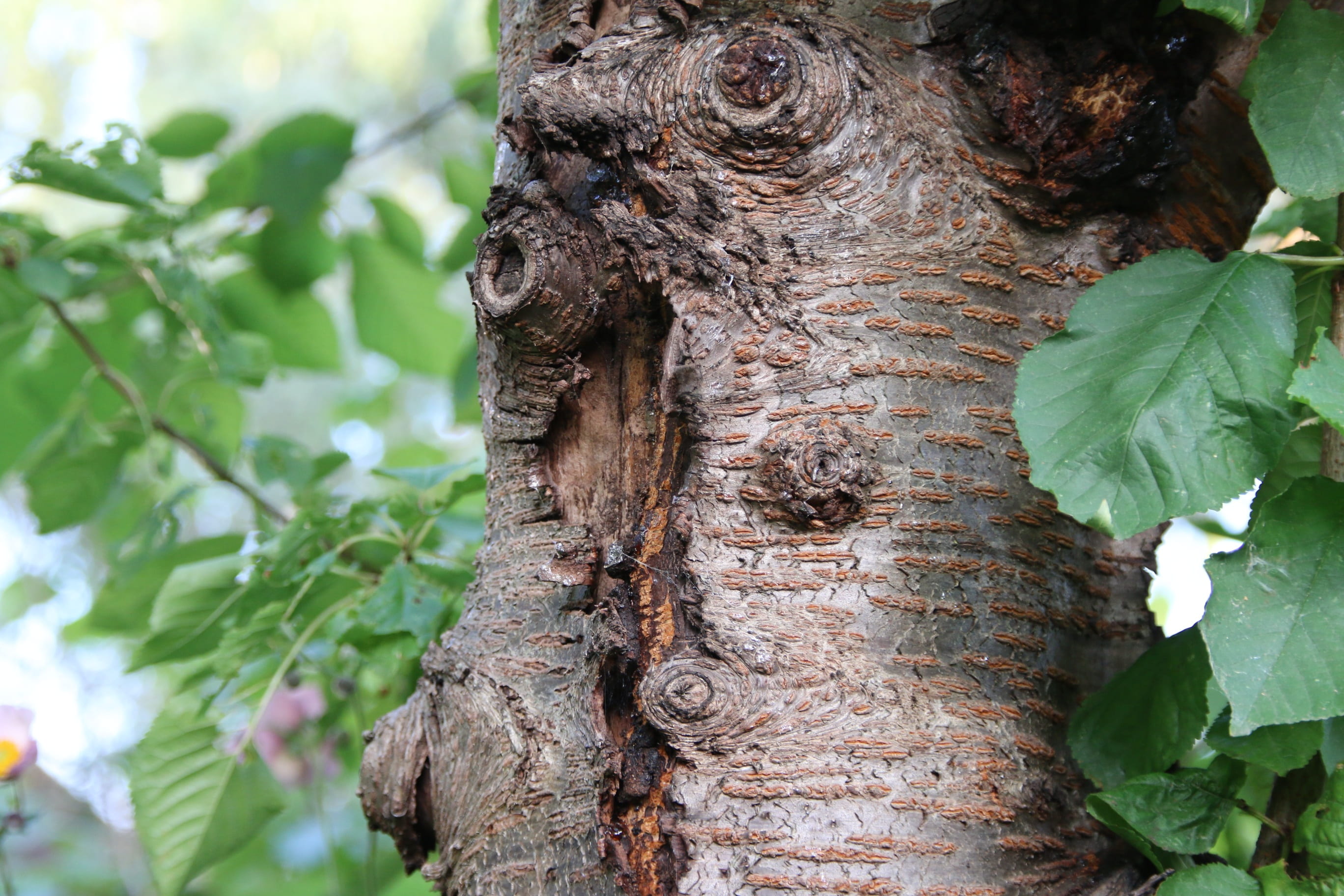 tree, bark, log, cherry, plant, tree trunk, plant part, leaf