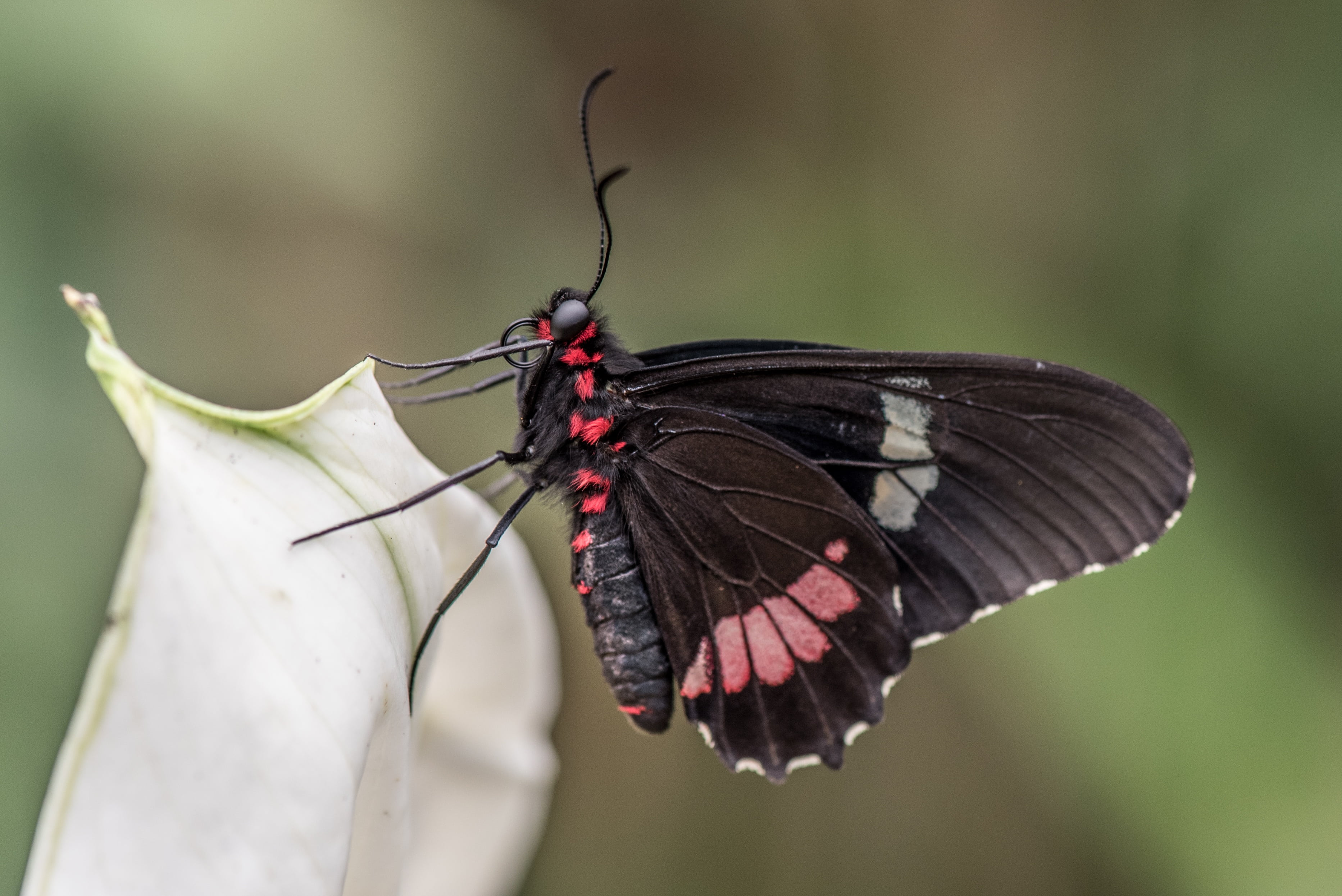 close-up photo of black and red great mormon butterfly, macro