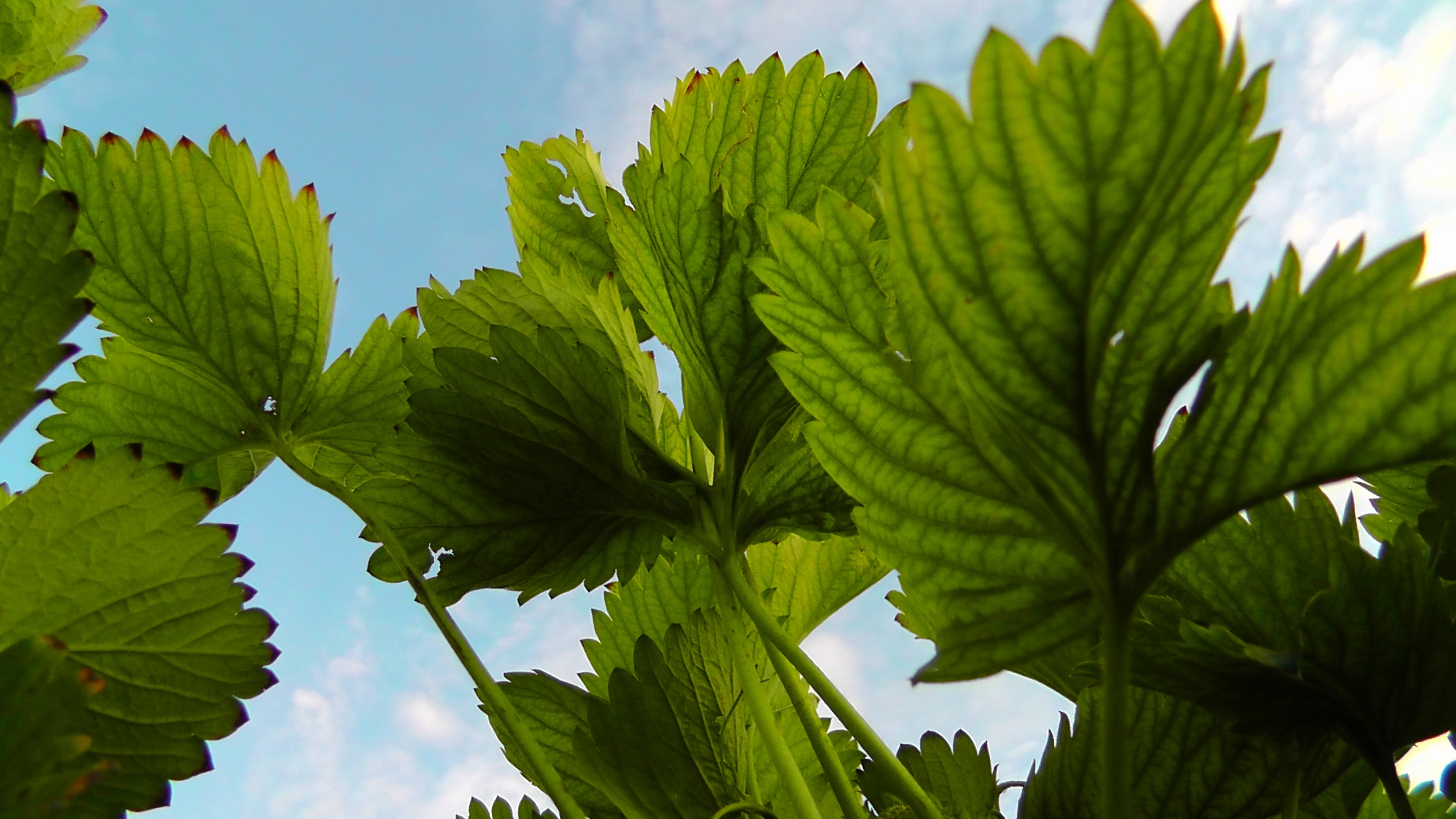 Free download | HD wallpaper: strawberries, strawberry shrub, green