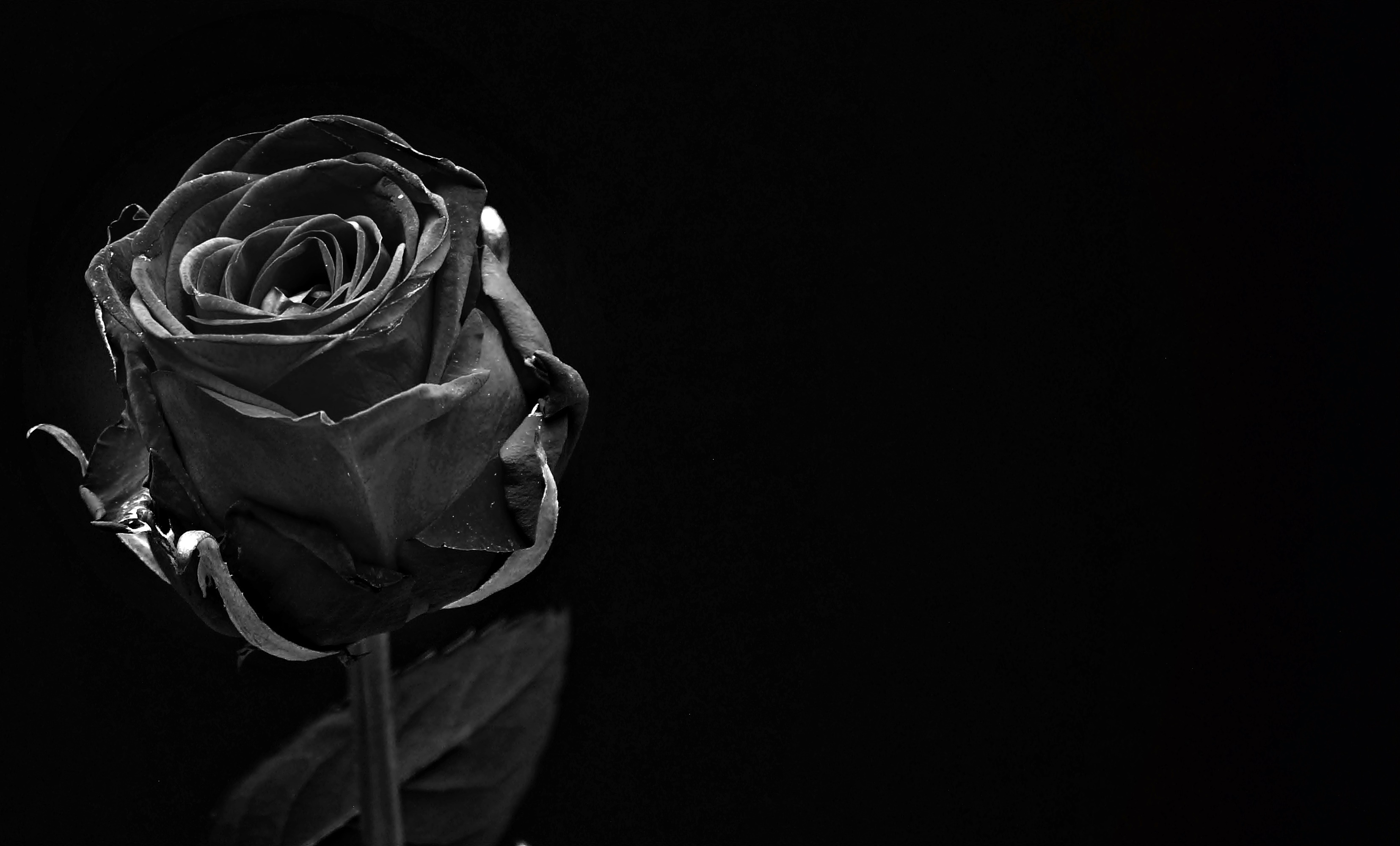 black rose, rose bloom, flower, blossom, close, black flower